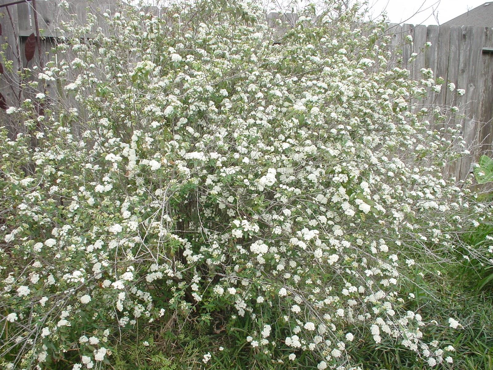 Texas Naturescapes Great Advice For Gardening: Bridal Wreath