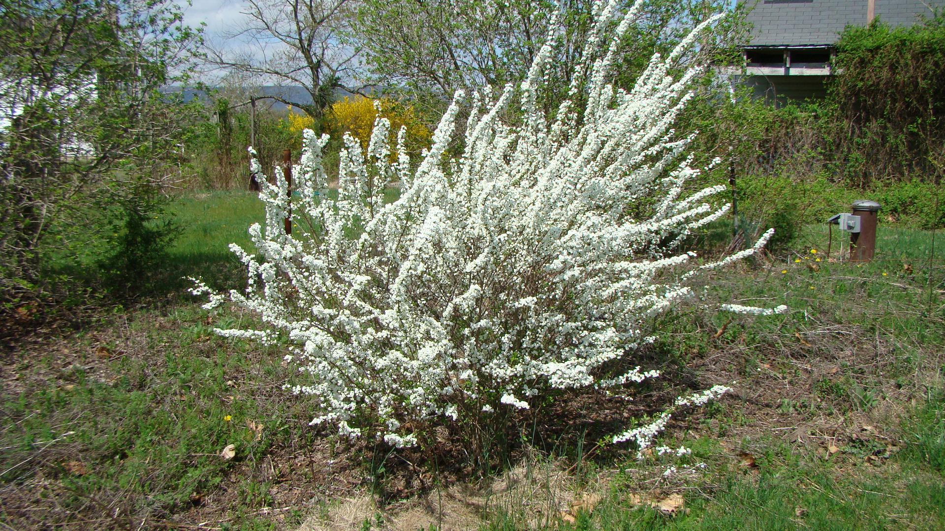 Bridal Wreath White Spirea Growing in Shenandoah