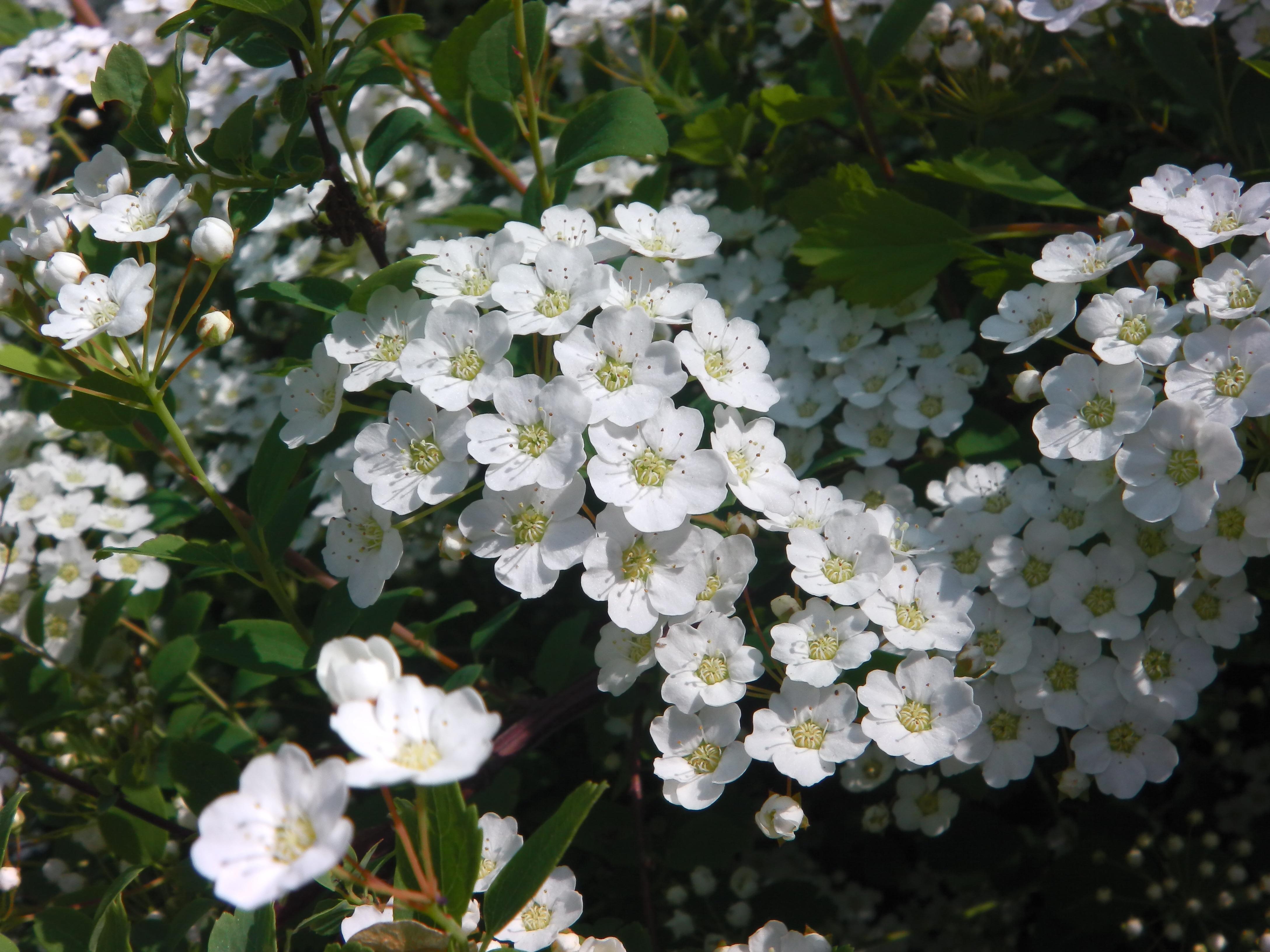 white cluster flowers free image