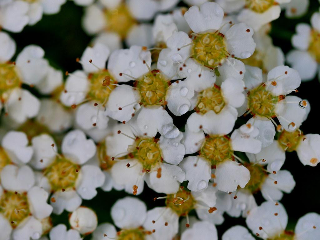 Bridal Wreath Spirea. Welcome to 'Patrick DC Photograph