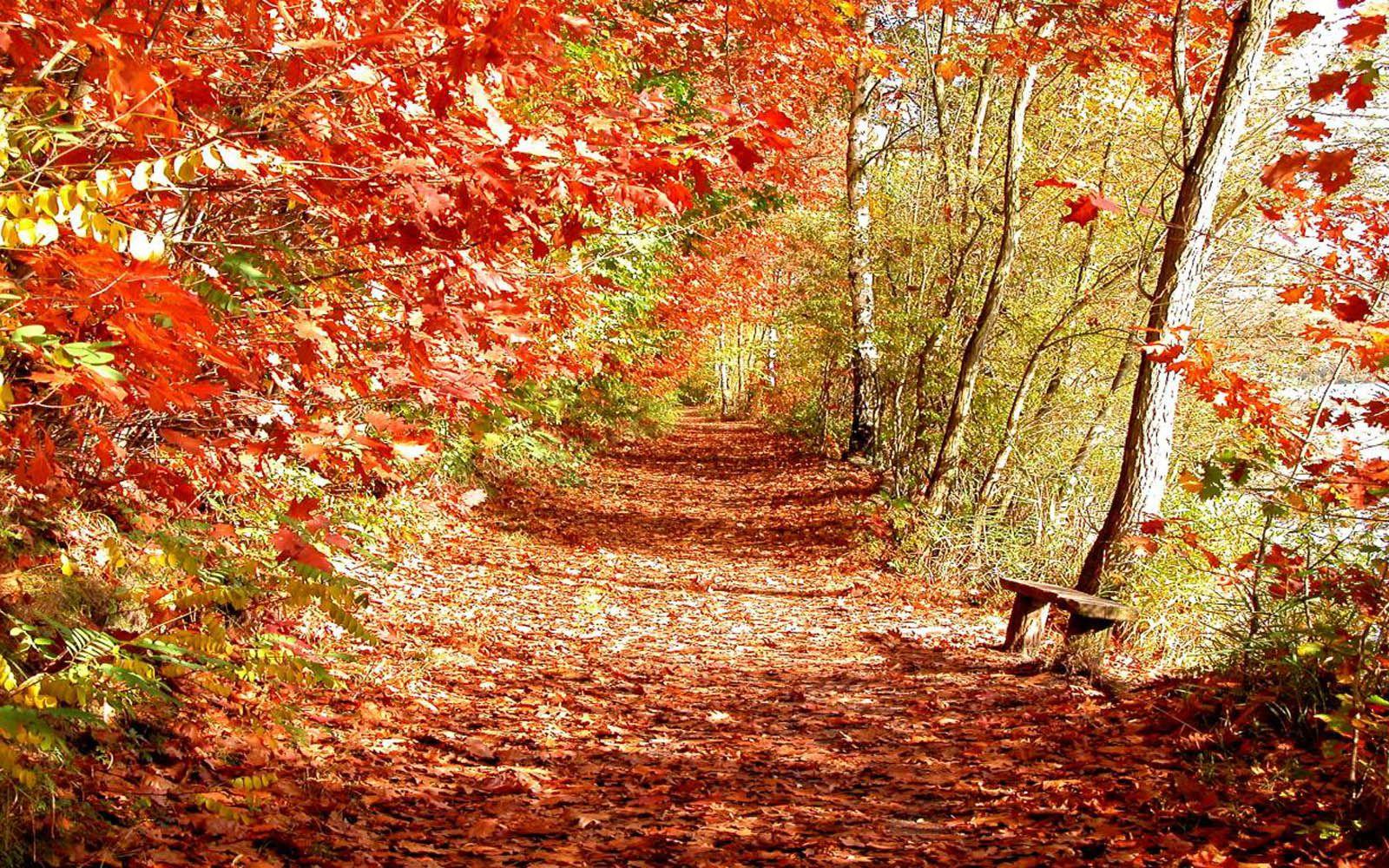 beautiful fall scenery wallpaper