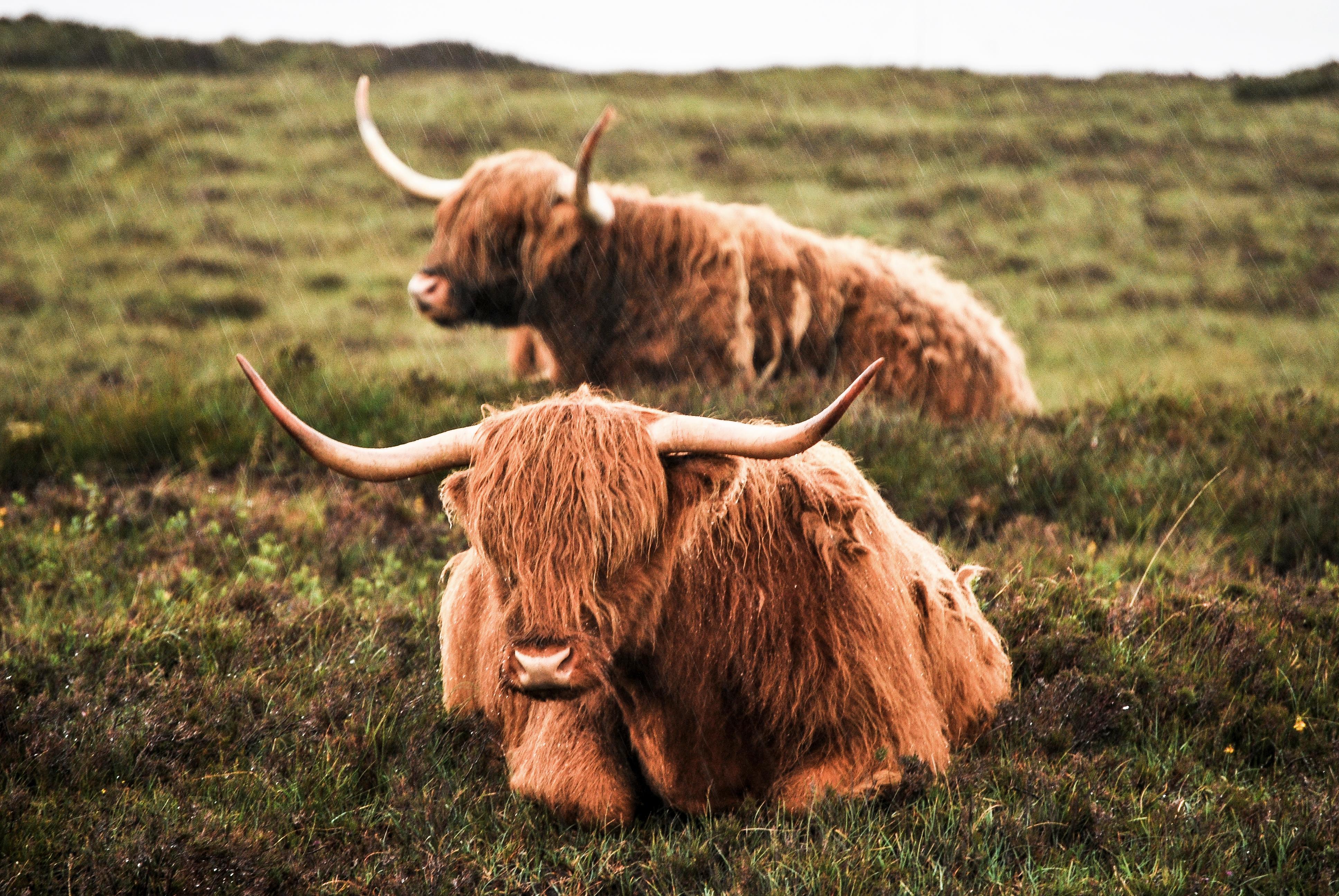 Highland Cattle 4k Ultra HD Wallpaper. Background Image