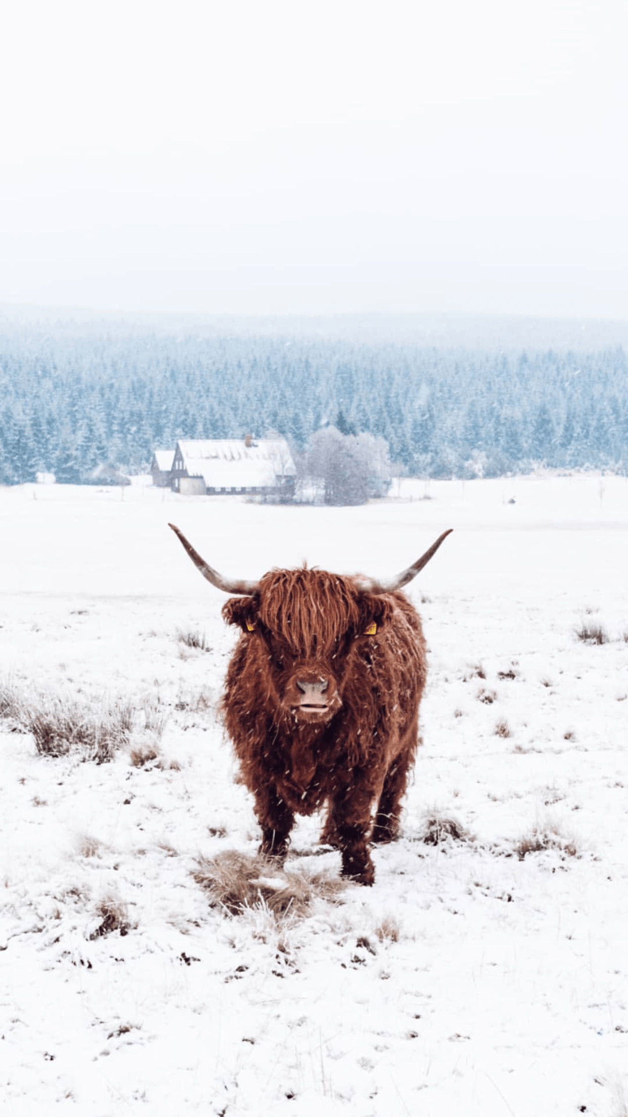 Highland Cow. All the animals. Cow wallpaper, Cow