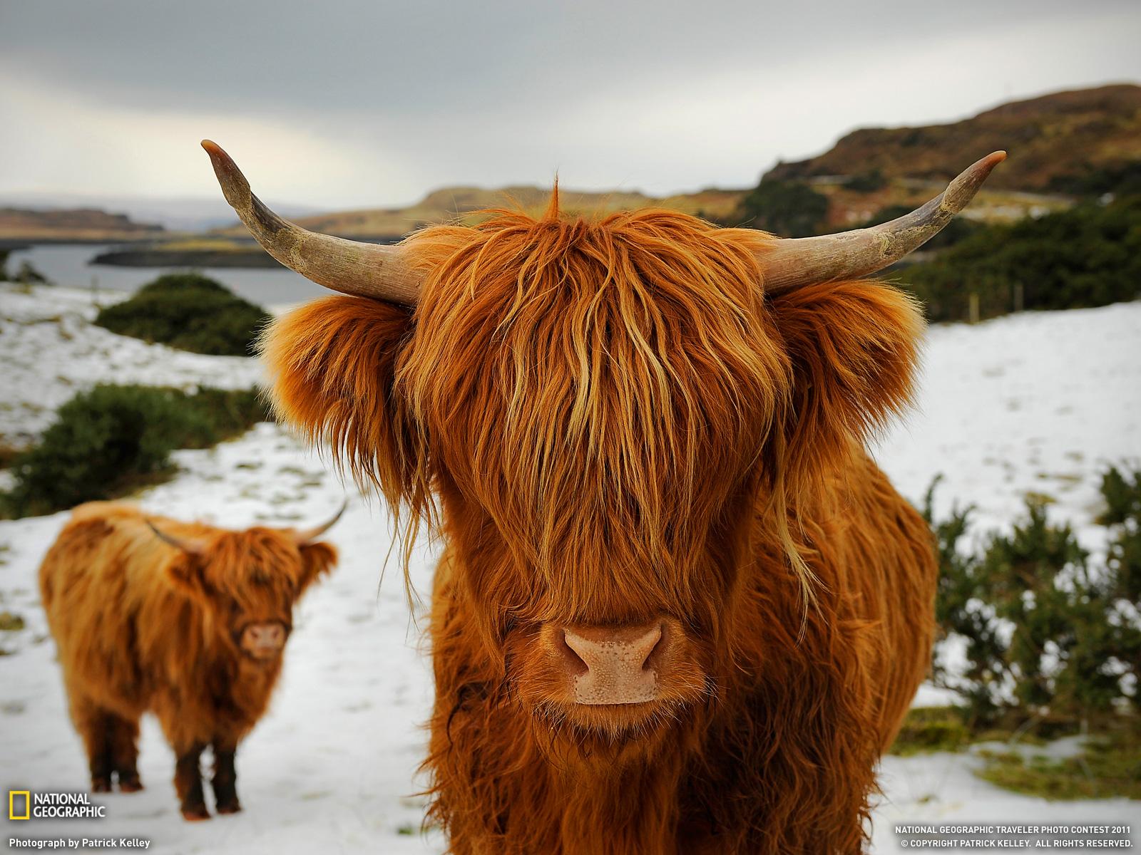 Free download Highland Cattle Picture Animal Wallpaper
