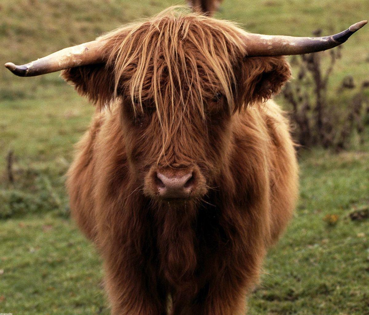 Loved these woolly cows in scotland. generally Penny