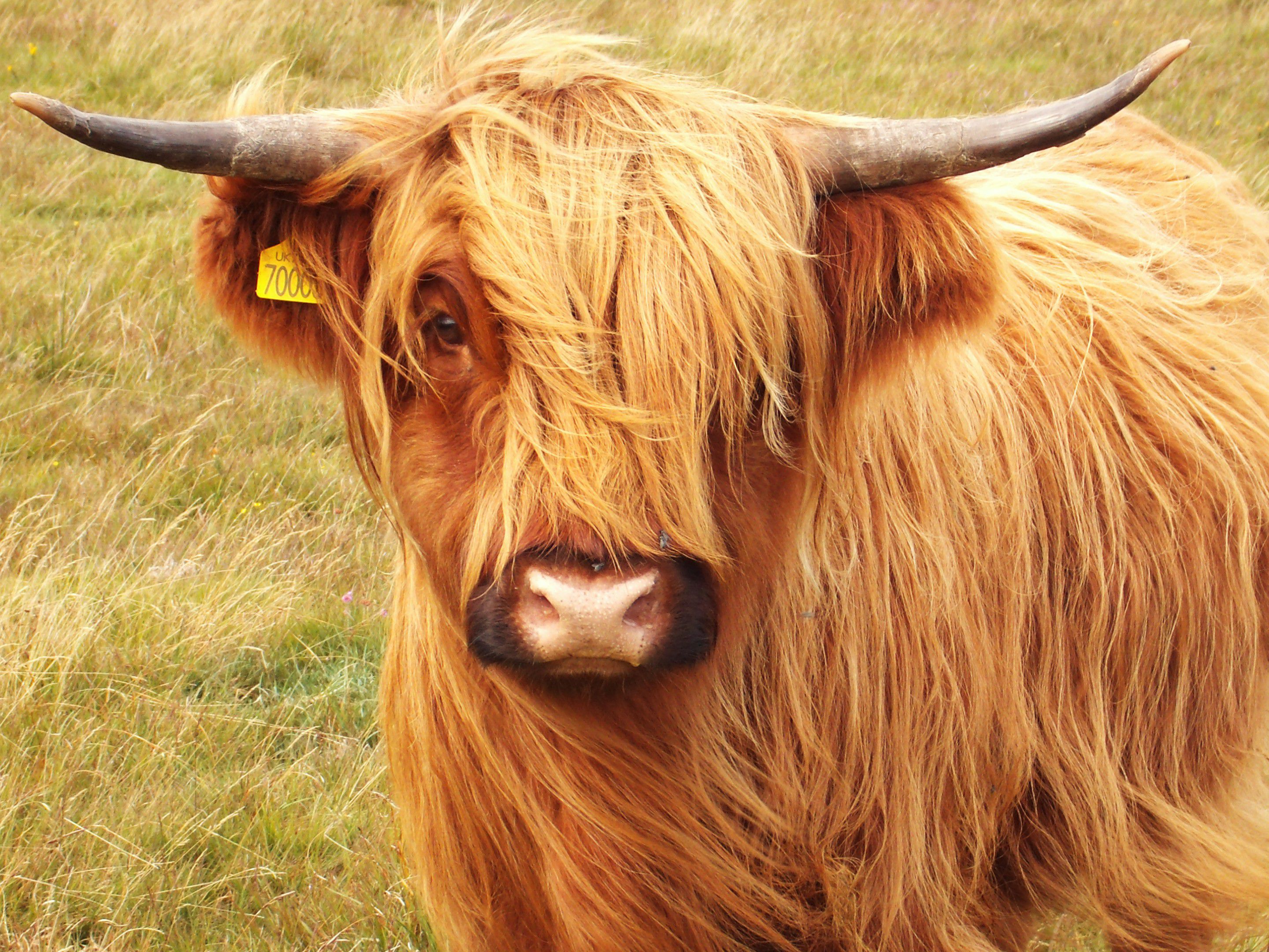 Highland Cattle Free HD Wallpaper Image Background
