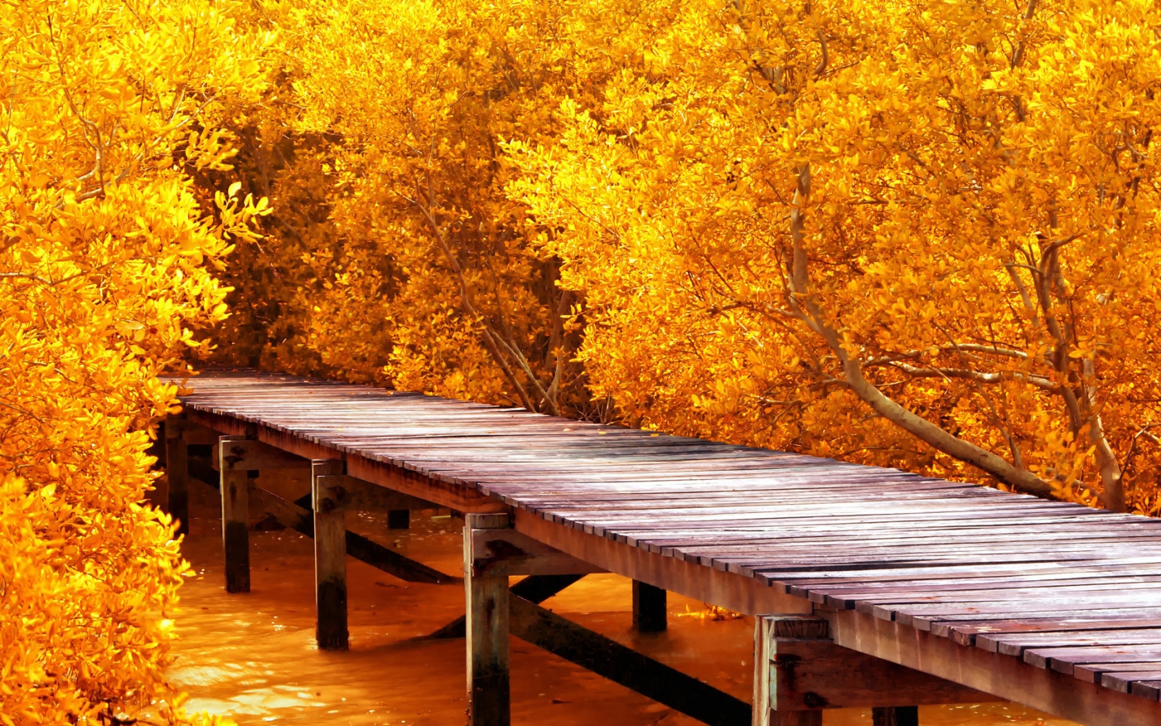 Autumn Yellow Trees HD Wallpaper