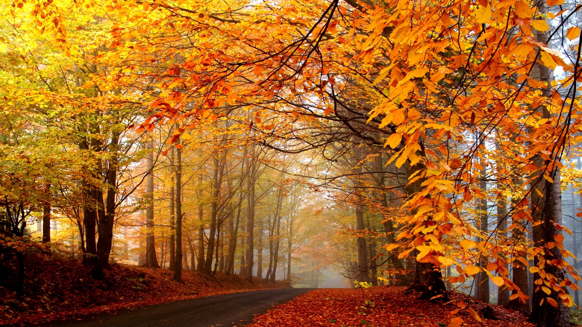 Download wallpaper 1920x1080 autumn, trees, road, fog, haze, asphalt, leaves, yellow, brightly full hd, hdtv, fhd, 1080p HD background