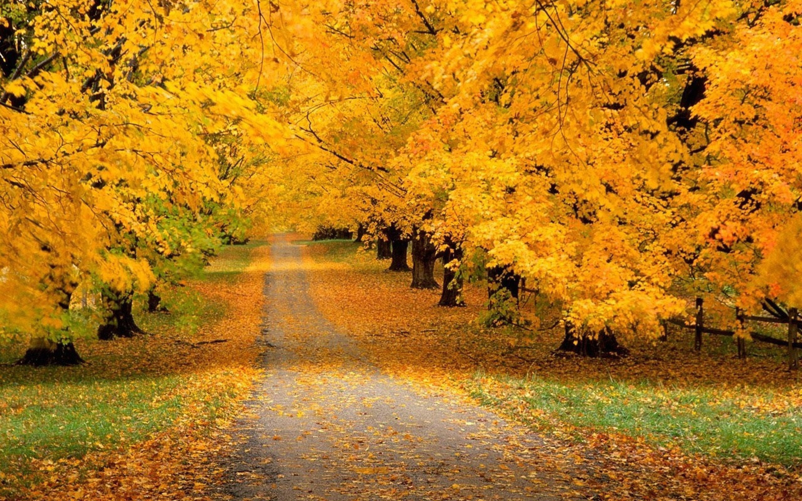 Yellow Tree Ultra HD Wallpapers - Wallpaper Cave