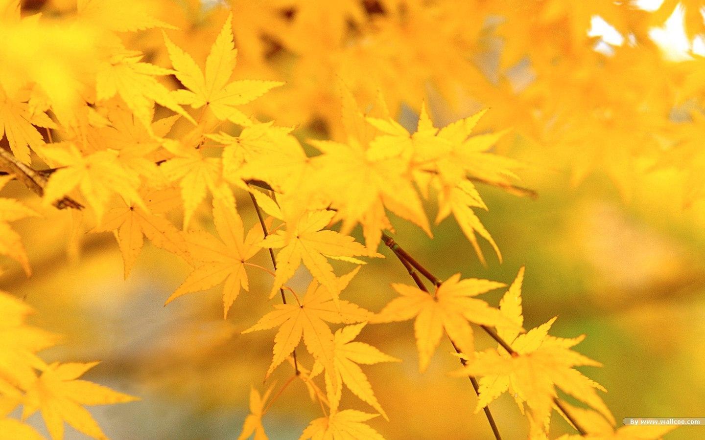 Autumn Yellow Leaves wallpaperx900