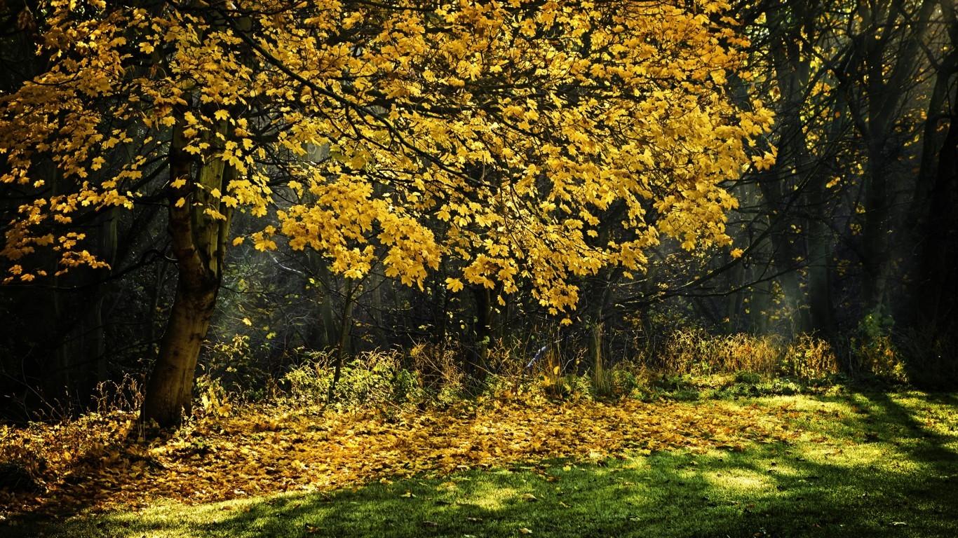 Download 1366x768 Park, Yellow Leaves, Autumn, Trees