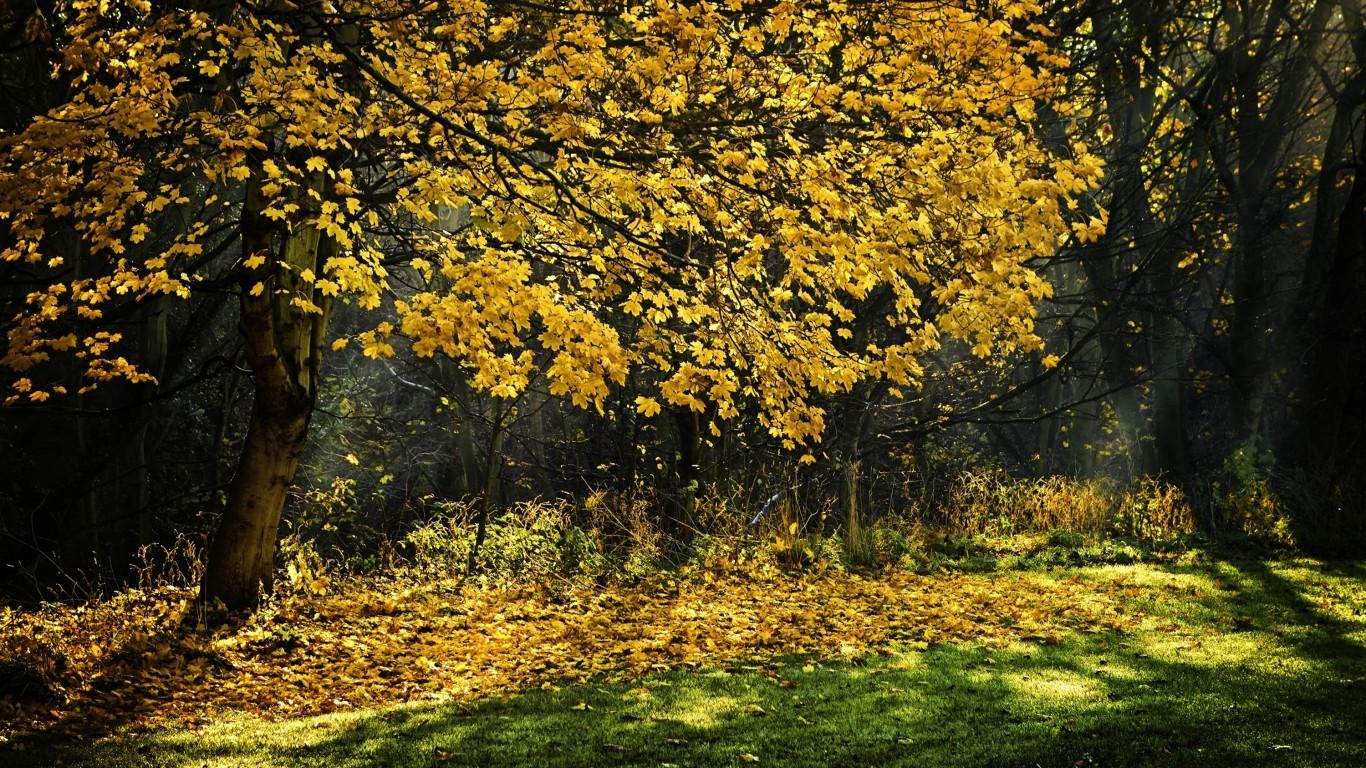 Autumn Yellow Trees Wallpapers Wallpaper Cave