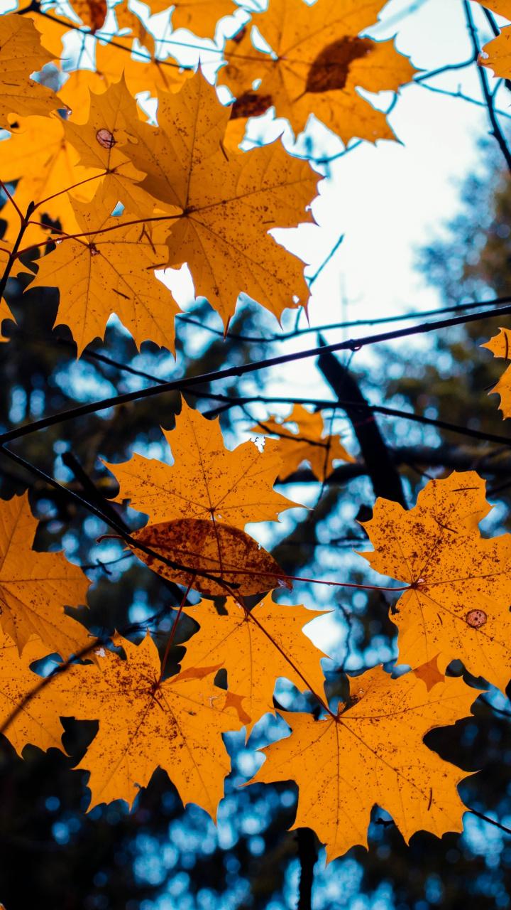 Maple, Leaves, Yellow, Tree Branch, Autumn, Wallpaper