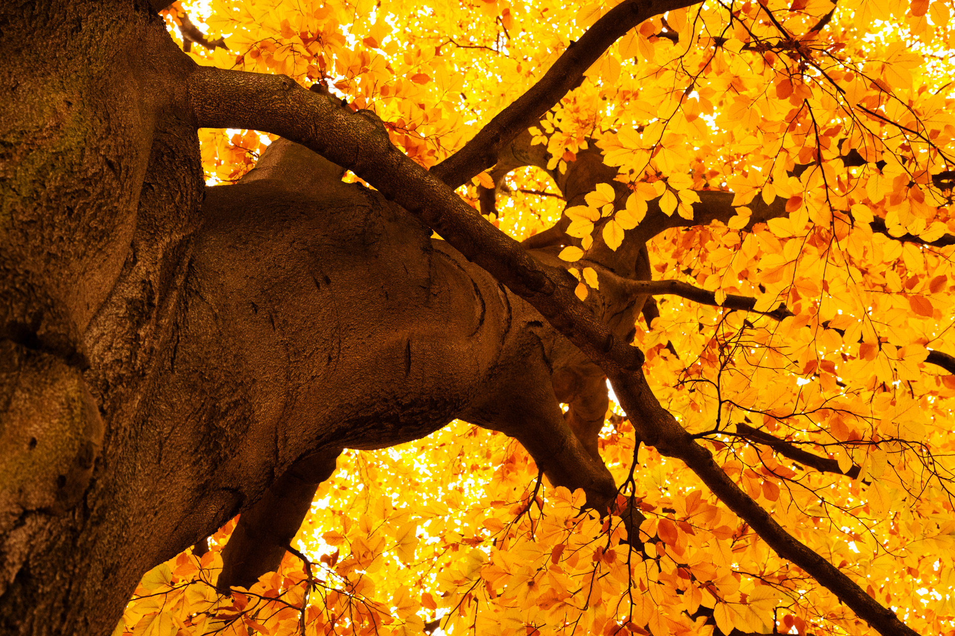 Yellow leaves on a tree in Autumn HD Wallpaper. Background