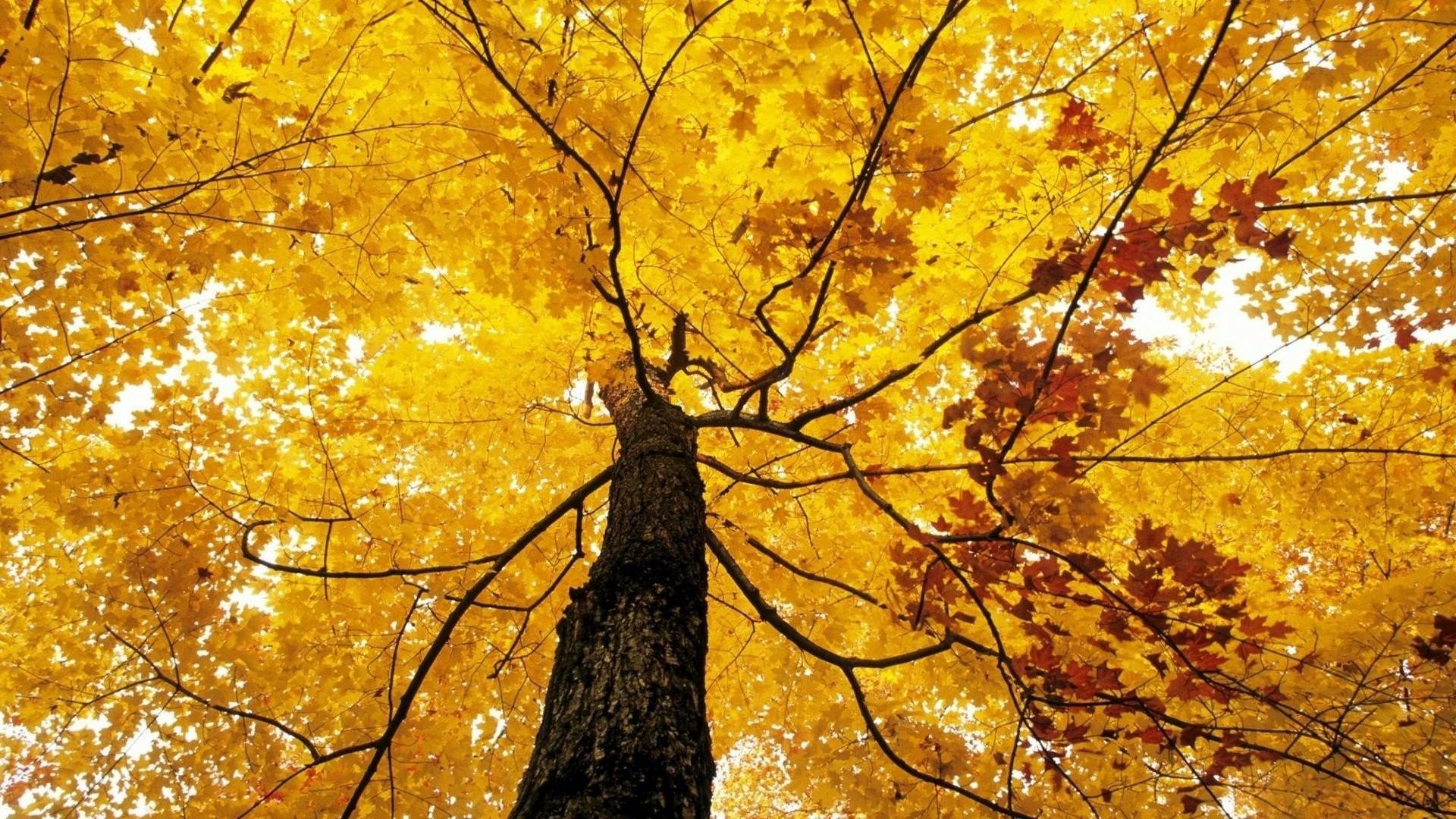 Autumn Yellow Trees Wallpapers - Wallpaper Cave