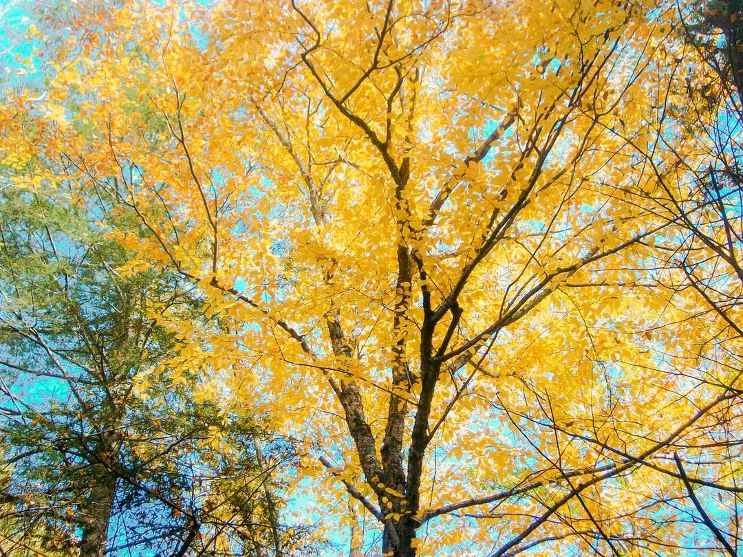 Yellow Tree Picture. Download Free Image