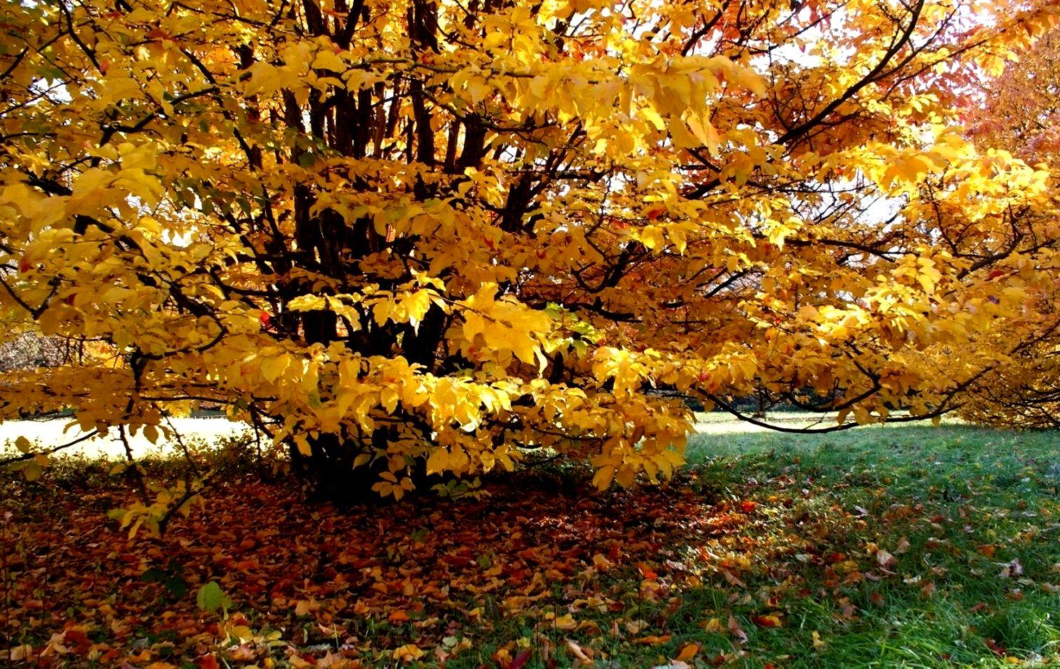 Leaves Orange Yellow Branch Tree Fall Autumn Nature HD