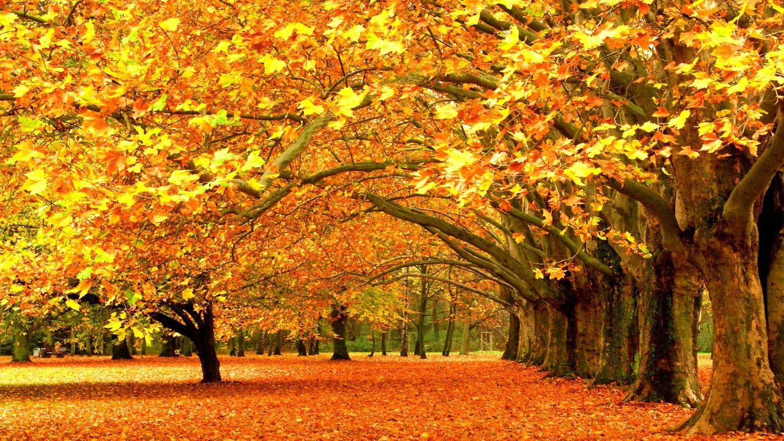 fall nature yellow leaves seasons trees wallpaper