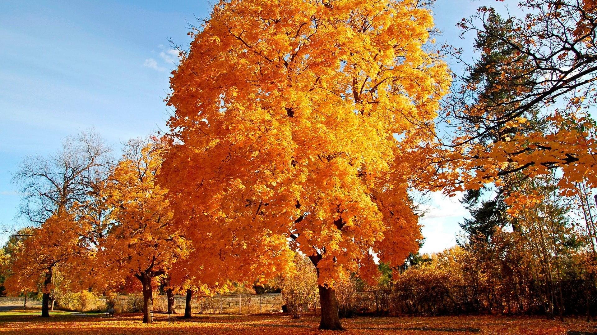 HD wallpaper: maple tree, fall, leaves, autumn, leaf, nature
