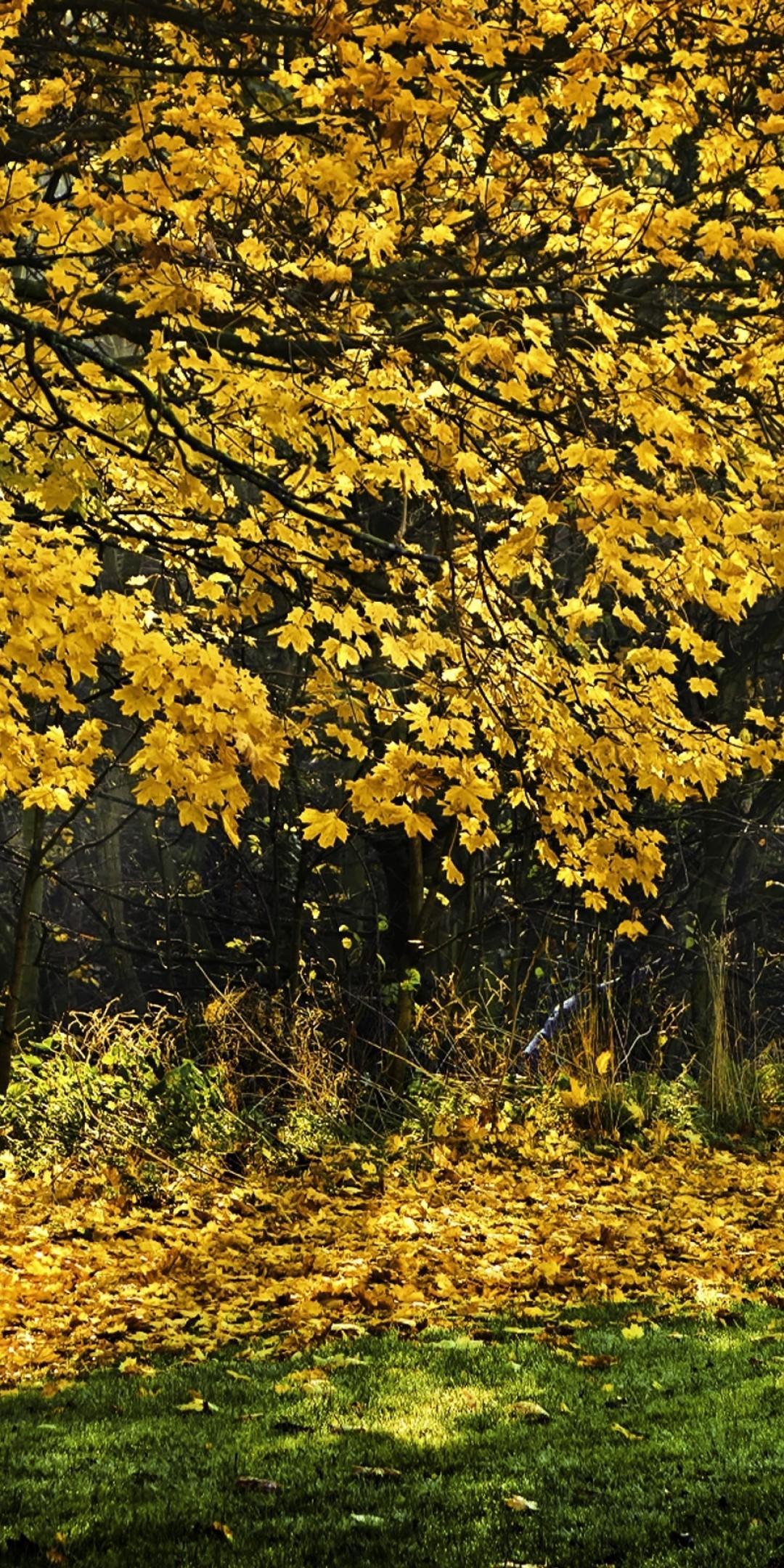 Download 1080x2160 Park, Yellow Leaves, Autumn, Trees