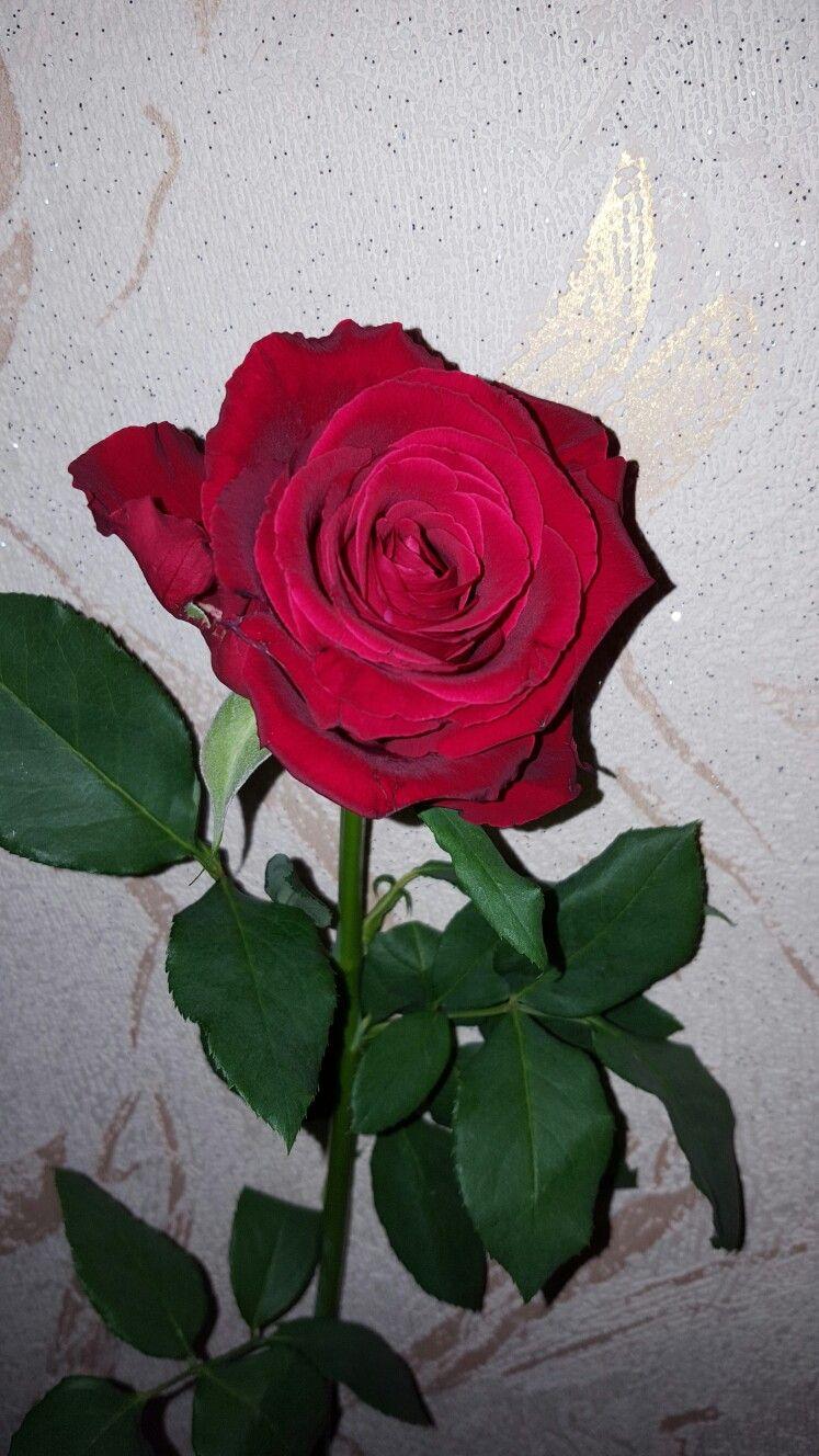rose #flower #red #beautiful #natural #girl