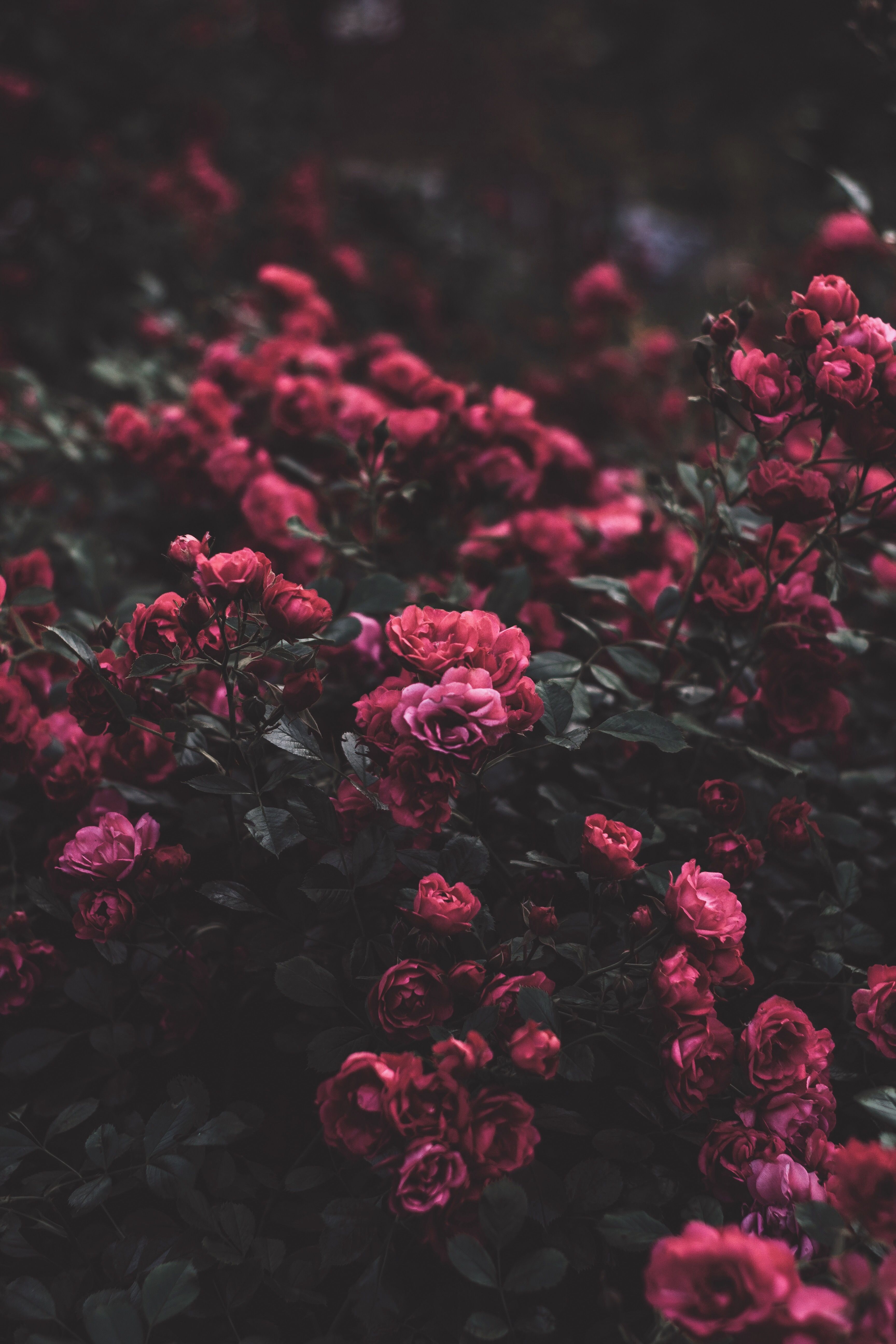 Pink Aesthetic Backgrounds Flowers : Pink Flowers Aesthetic Wallpapers