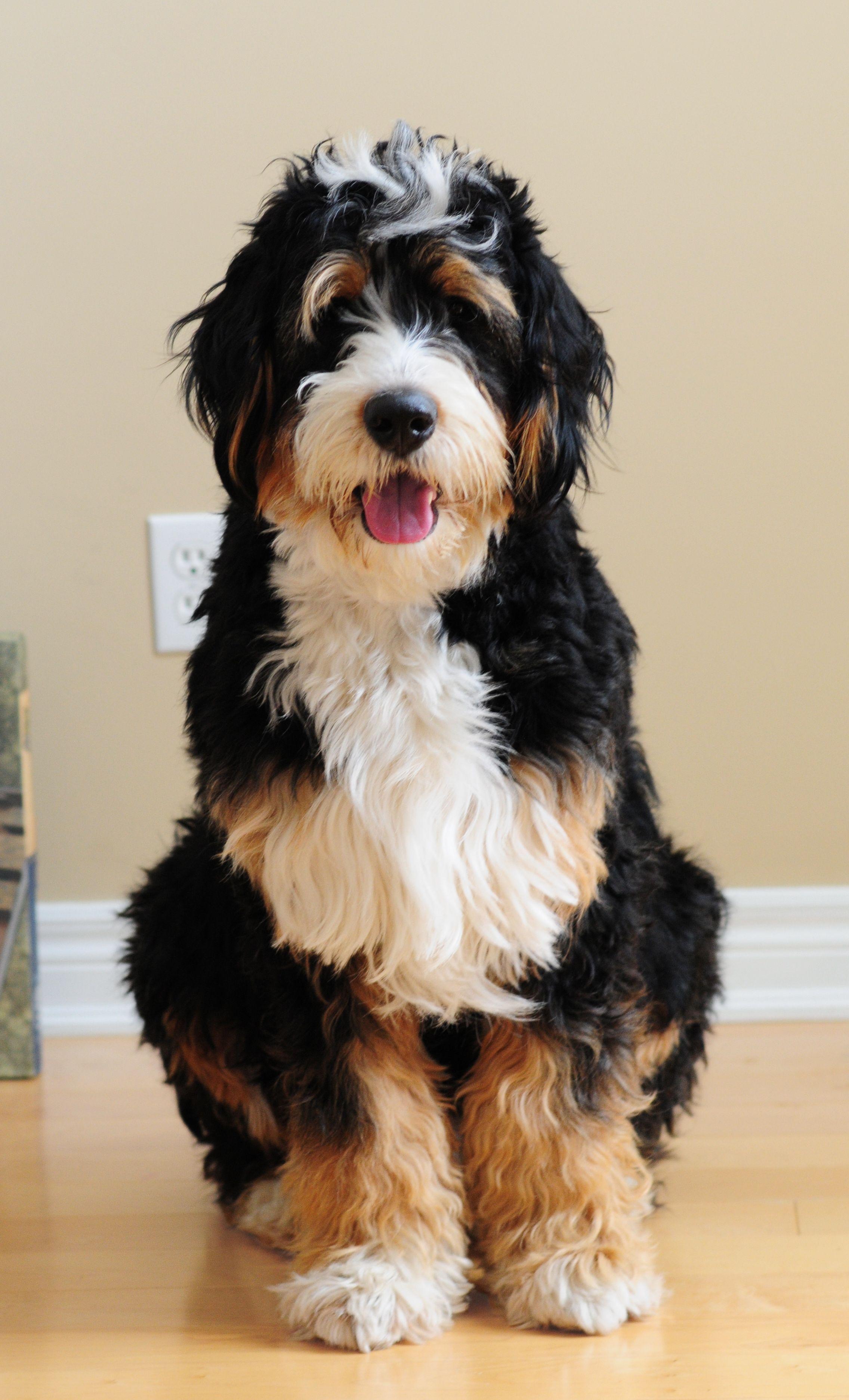 year old standard Bernedoodle #largestdogs #largedogs