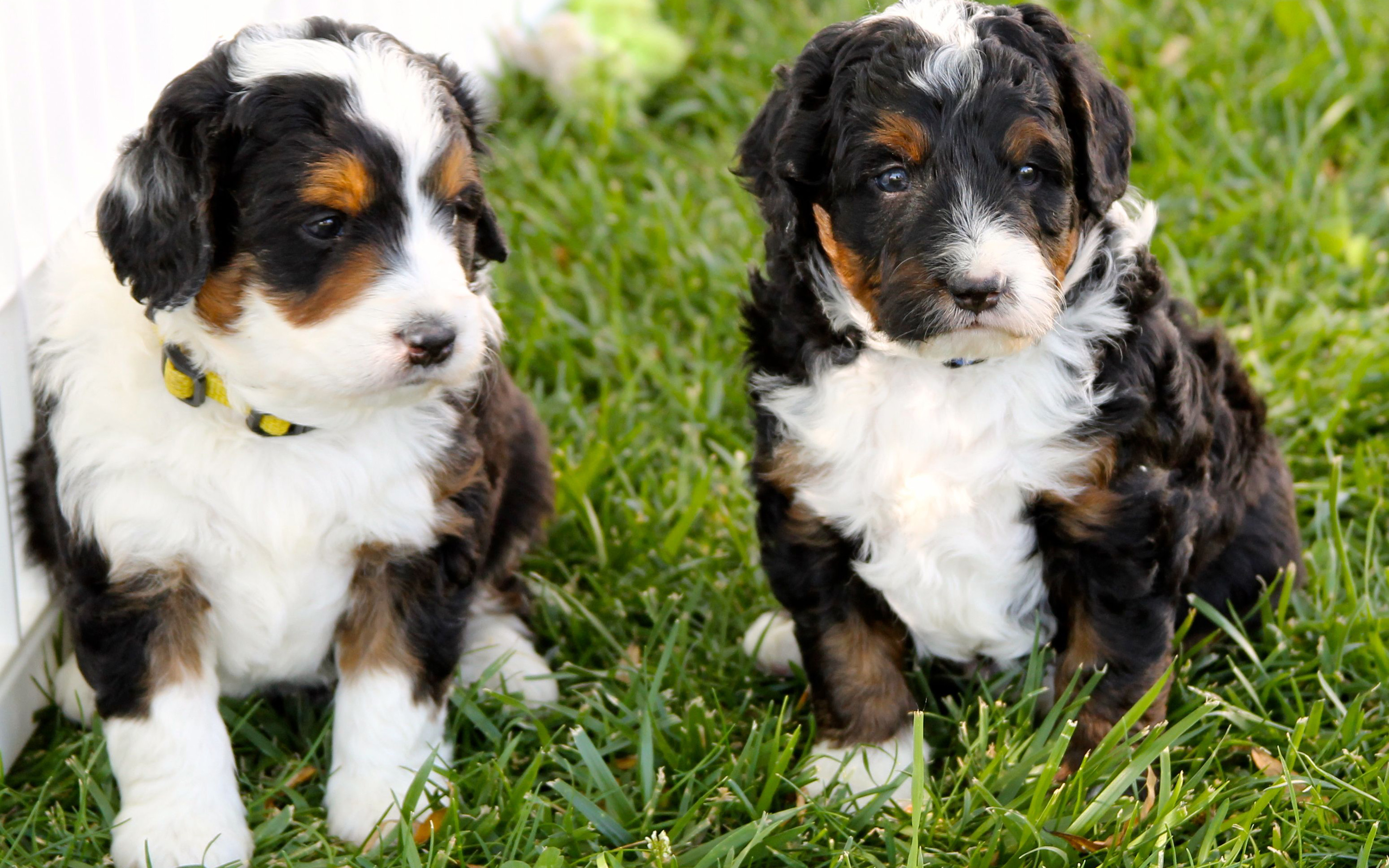Download wallpaper Bernedoodle Dog, 4k, puppy, dogs, cute