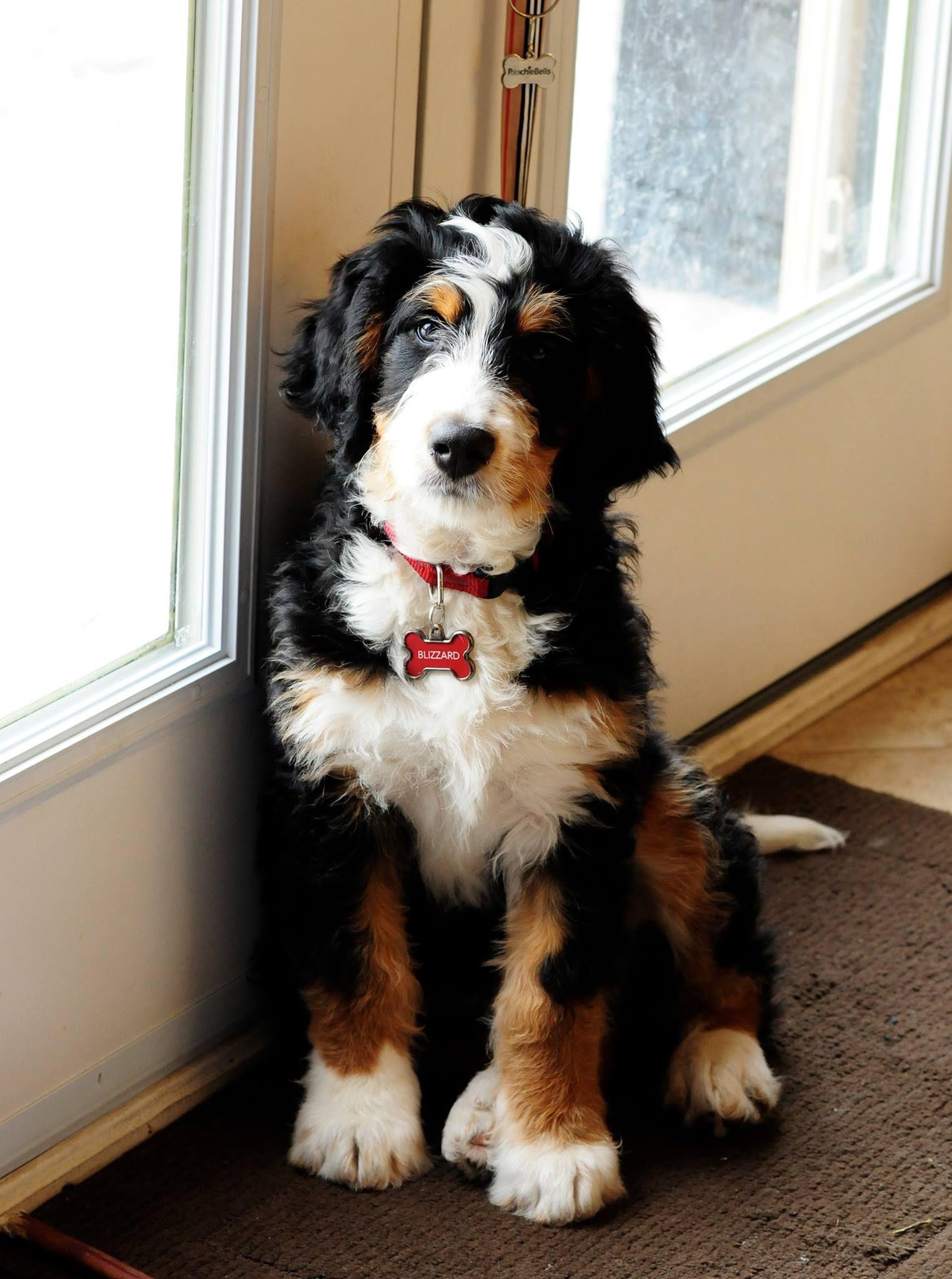 What a beautiful pup! It's a Bernedoodle. That's a Bernese