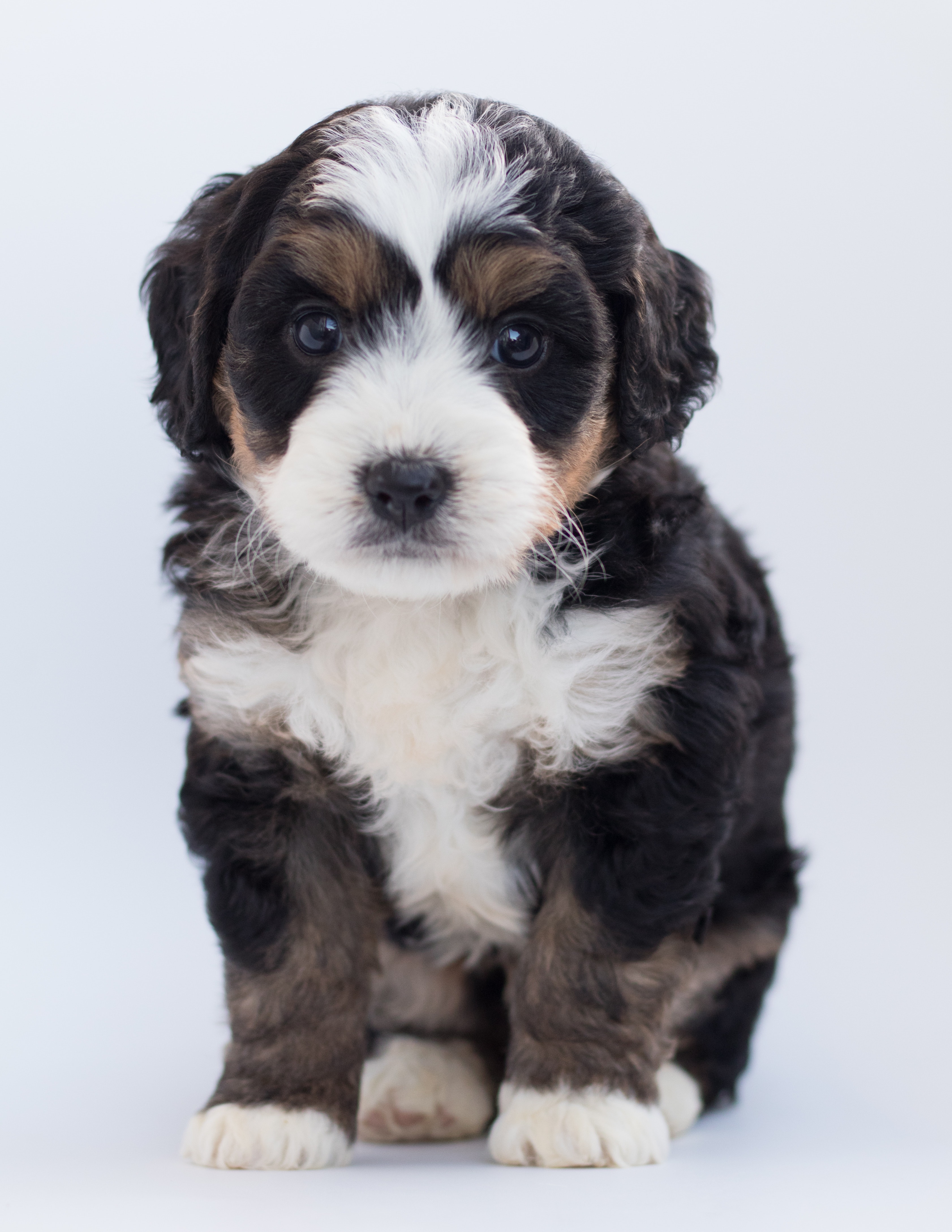 Tricolor Maltese Puppy · Free