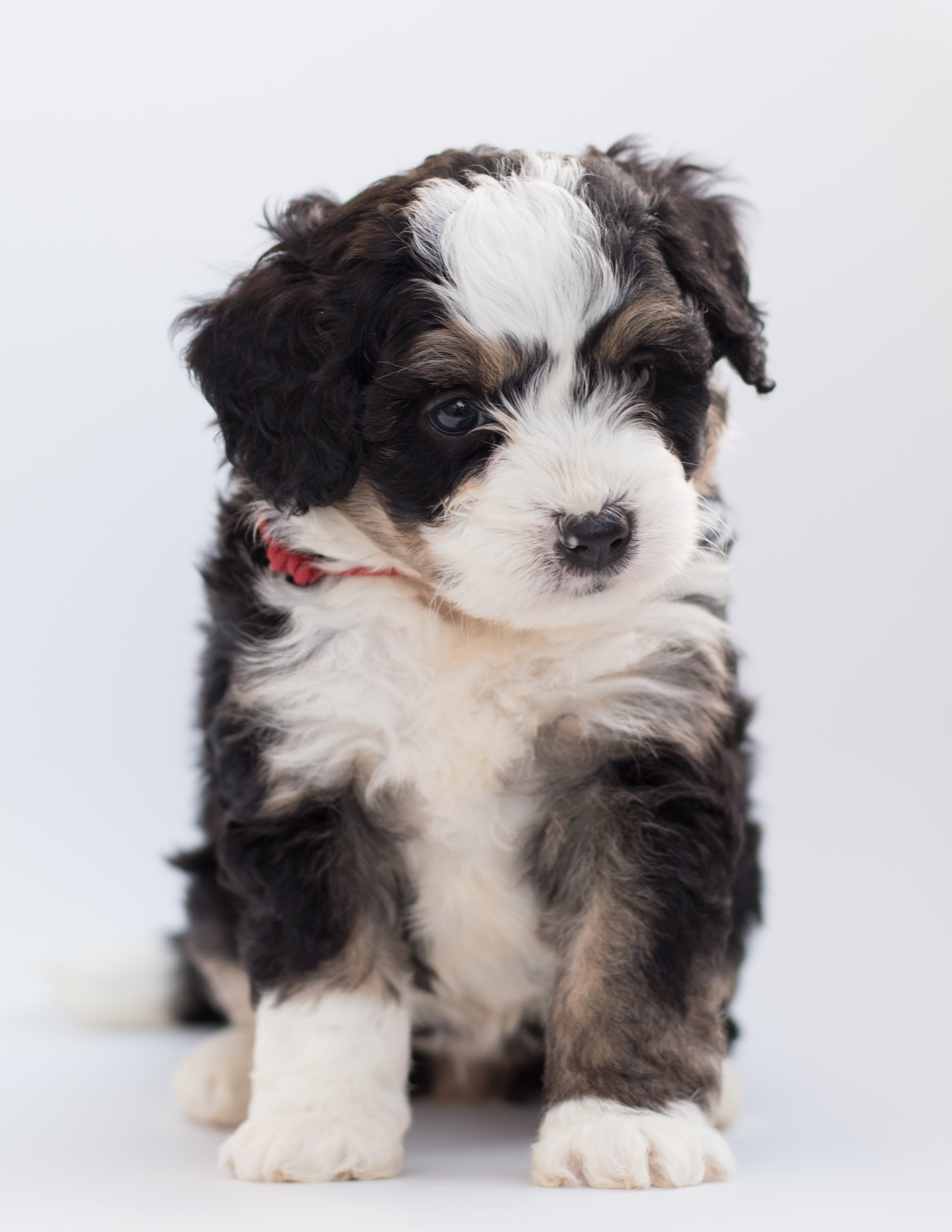 Tricolor Maltese Puppy · Free
