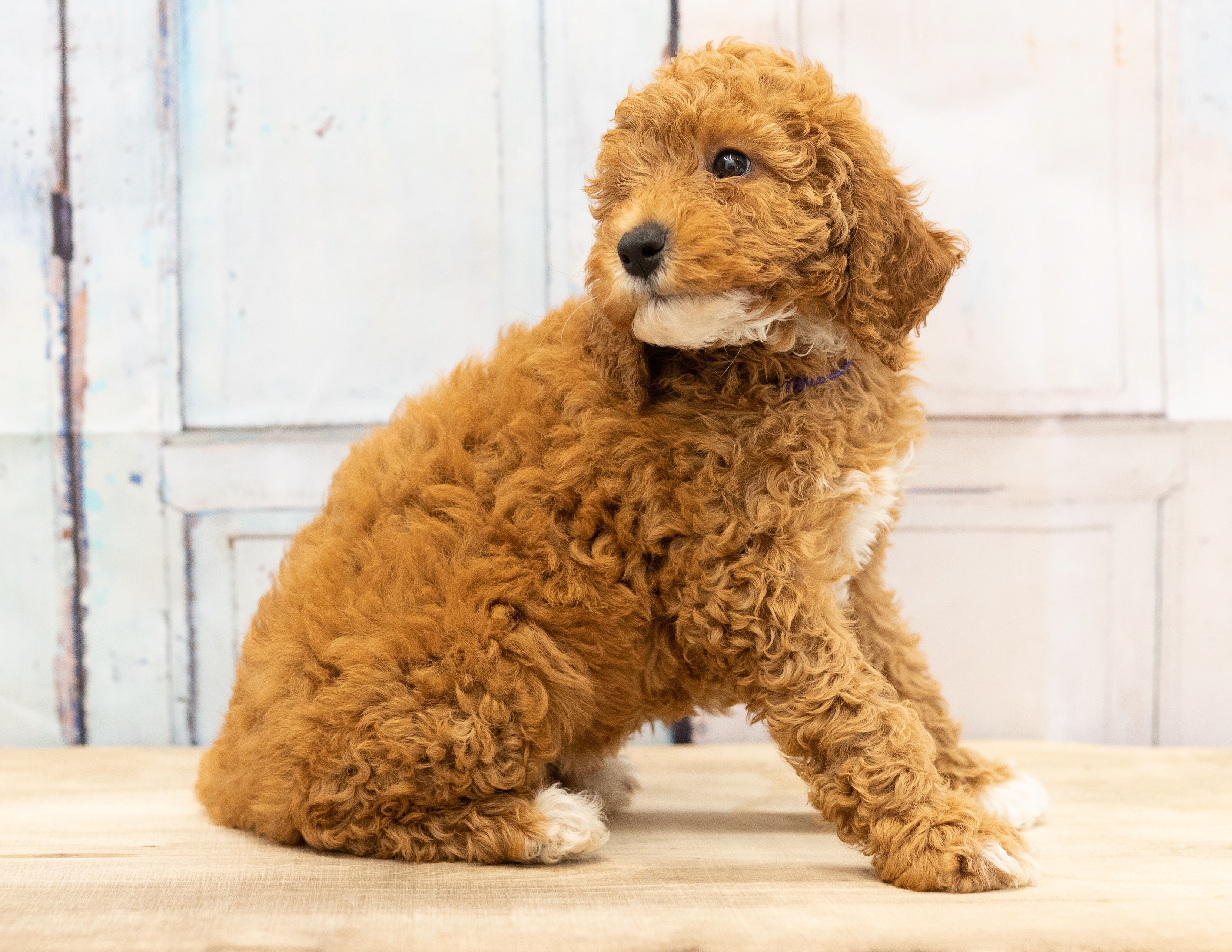 Free of animal, bernedoodle, cute