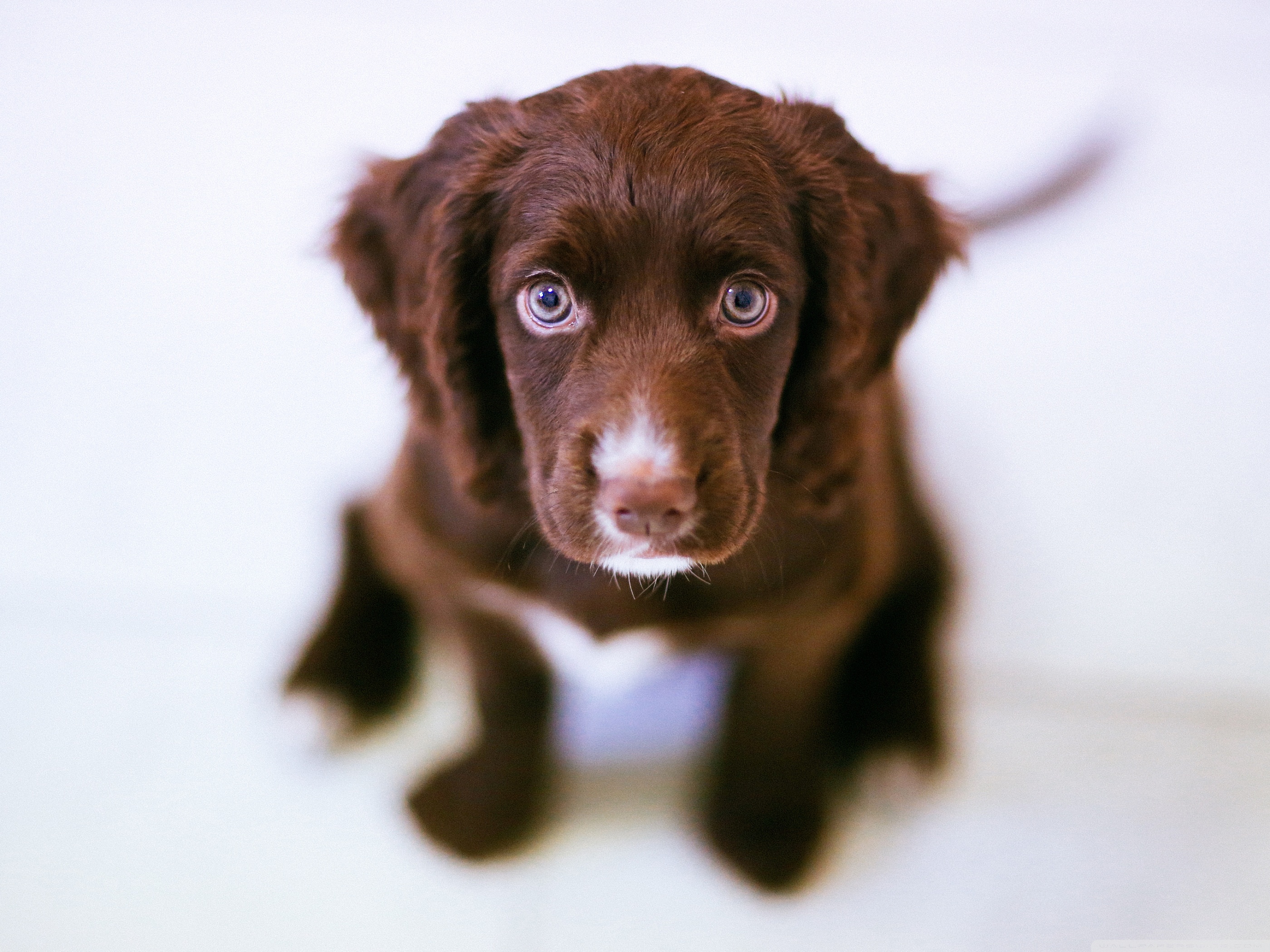 Dog Looking Up ❤ 4K HD Desktop Wallpaper for 4K Ultra HD TV