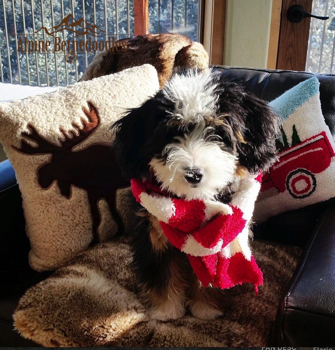 Timber F1 Miniature Bernedoodle. Miniature Bernedoodles