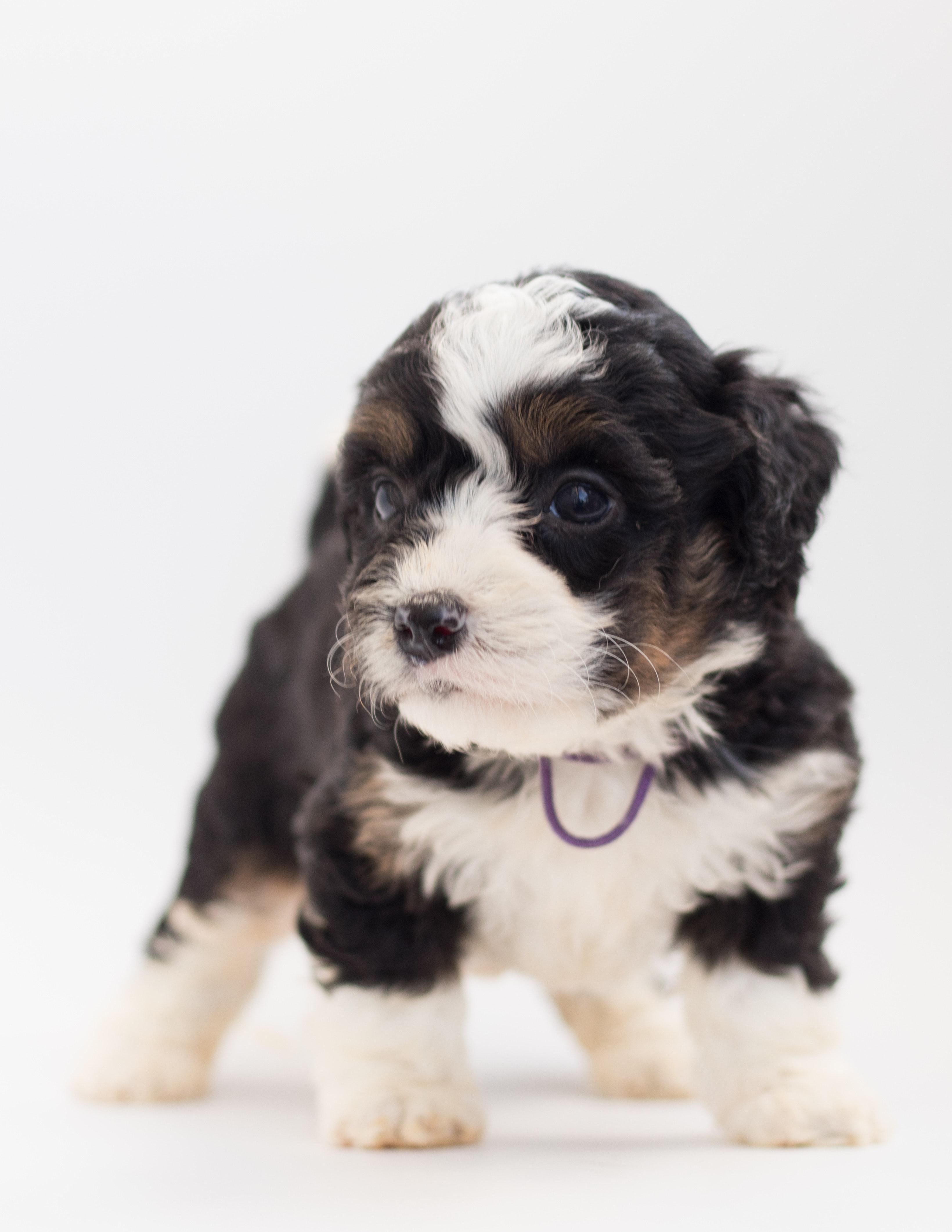 Tricolor Maltese Puppy · Free