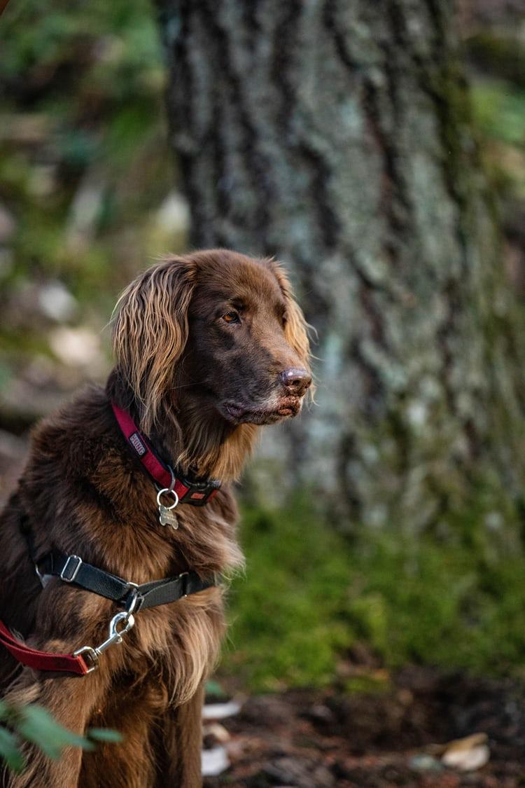 My sweet bernedoodle puppy. HD photo