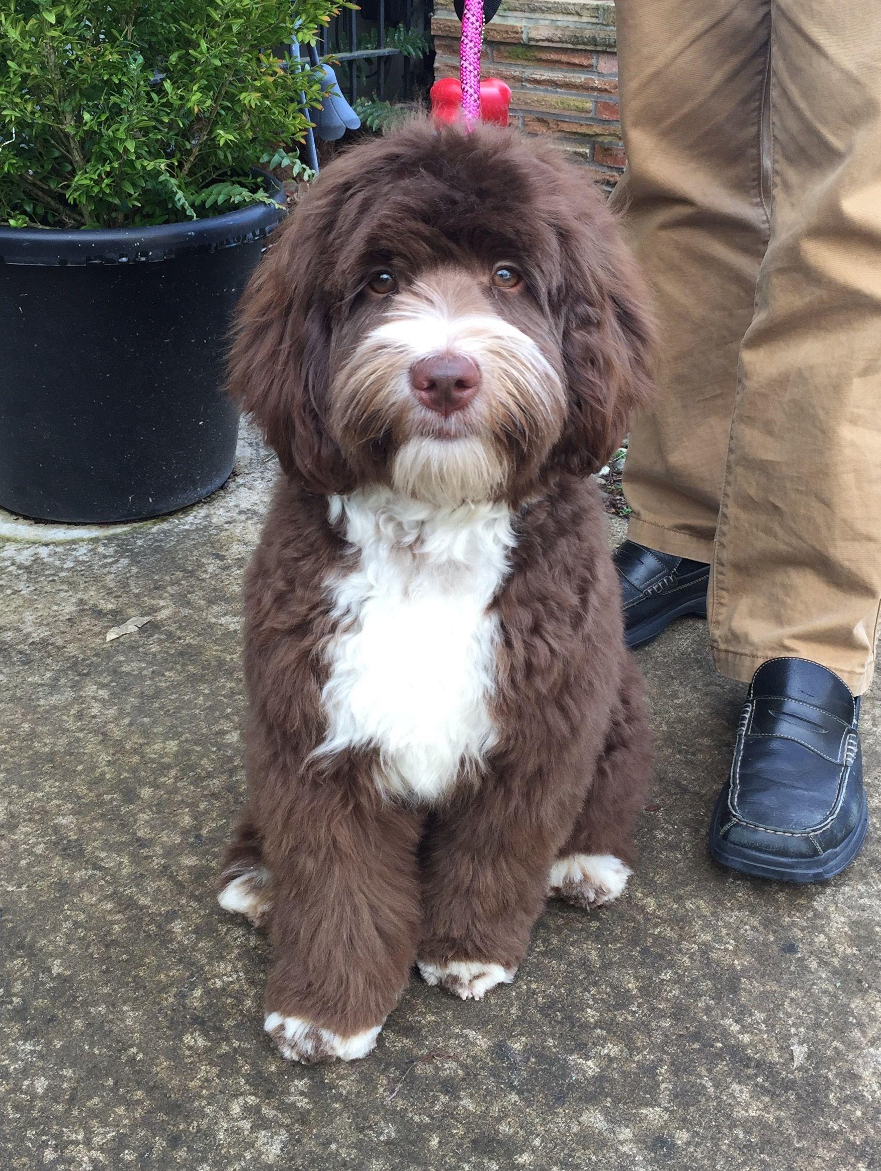 I Love Dog. Dogs, Doodle dog