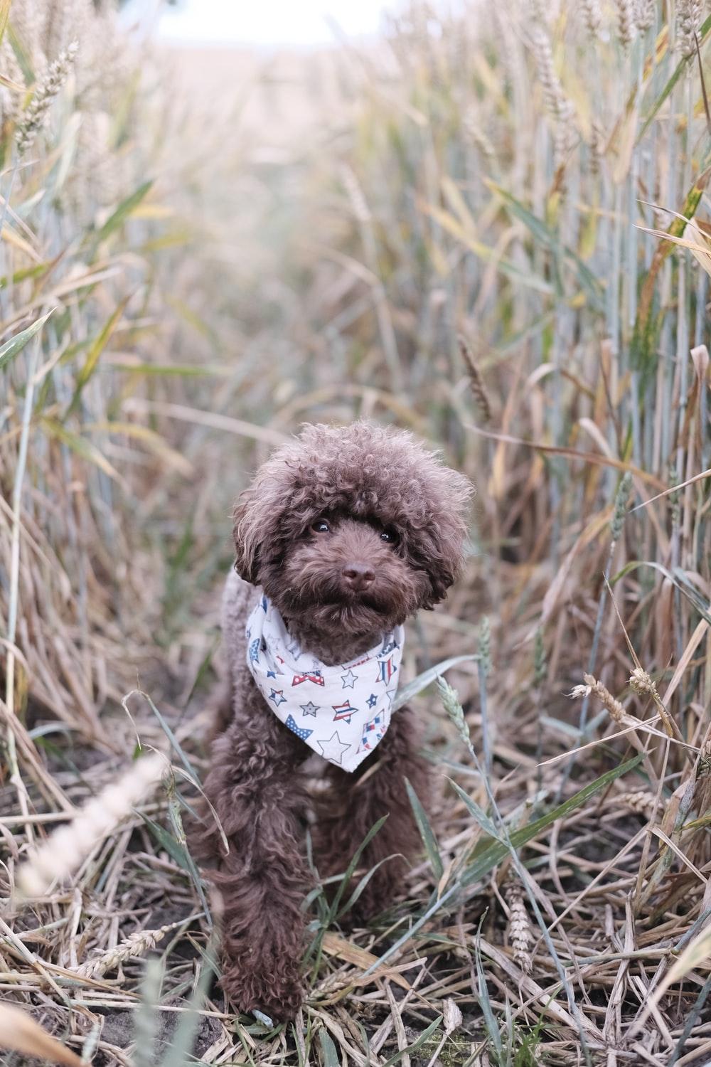 My sweet bernedoodle puppy. HD photo