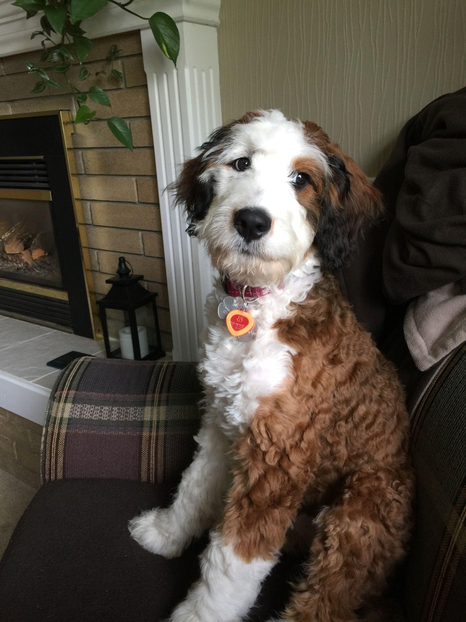 2564 Best ANIMALS image. Beautiful dogs, Cute