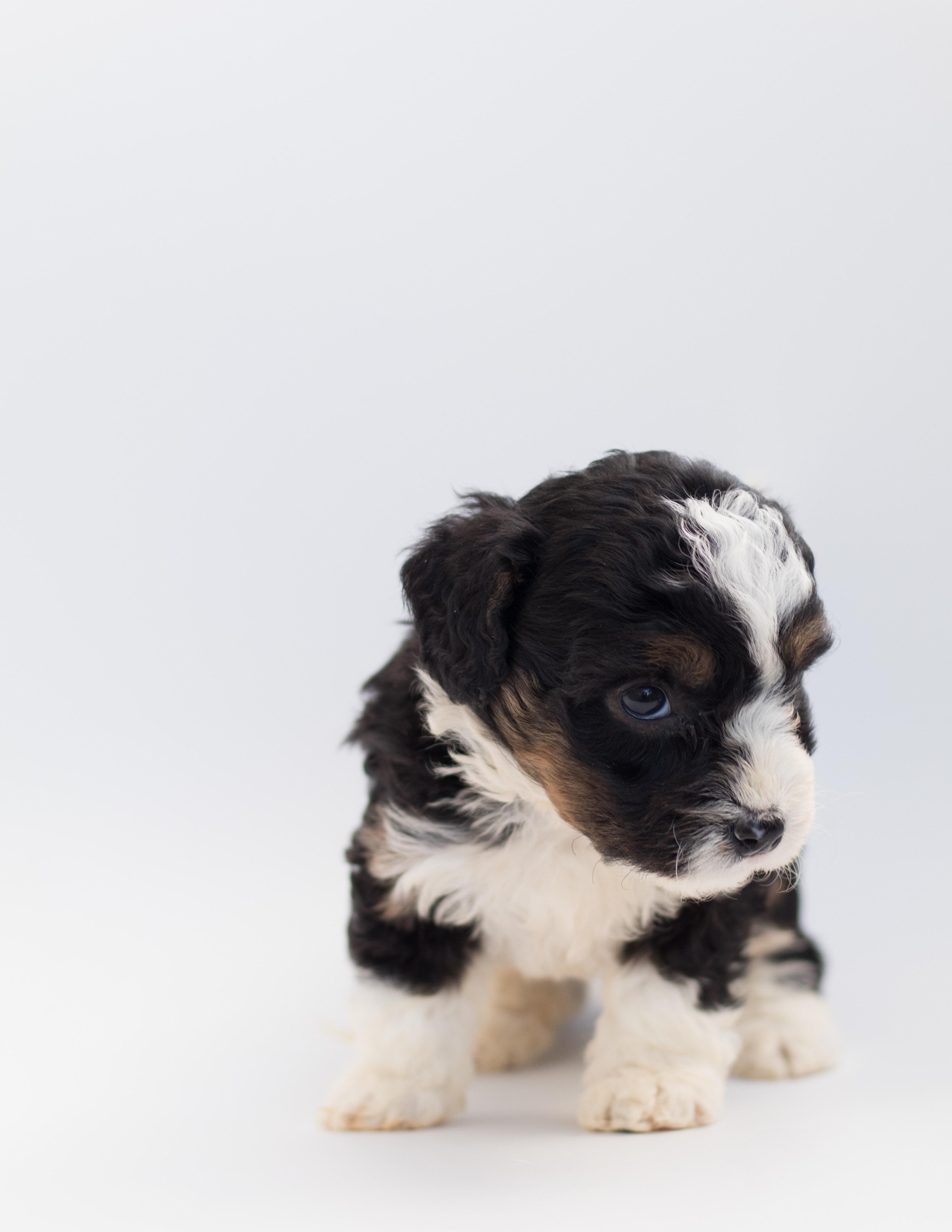 Short Coated Black And White Puppy · Free