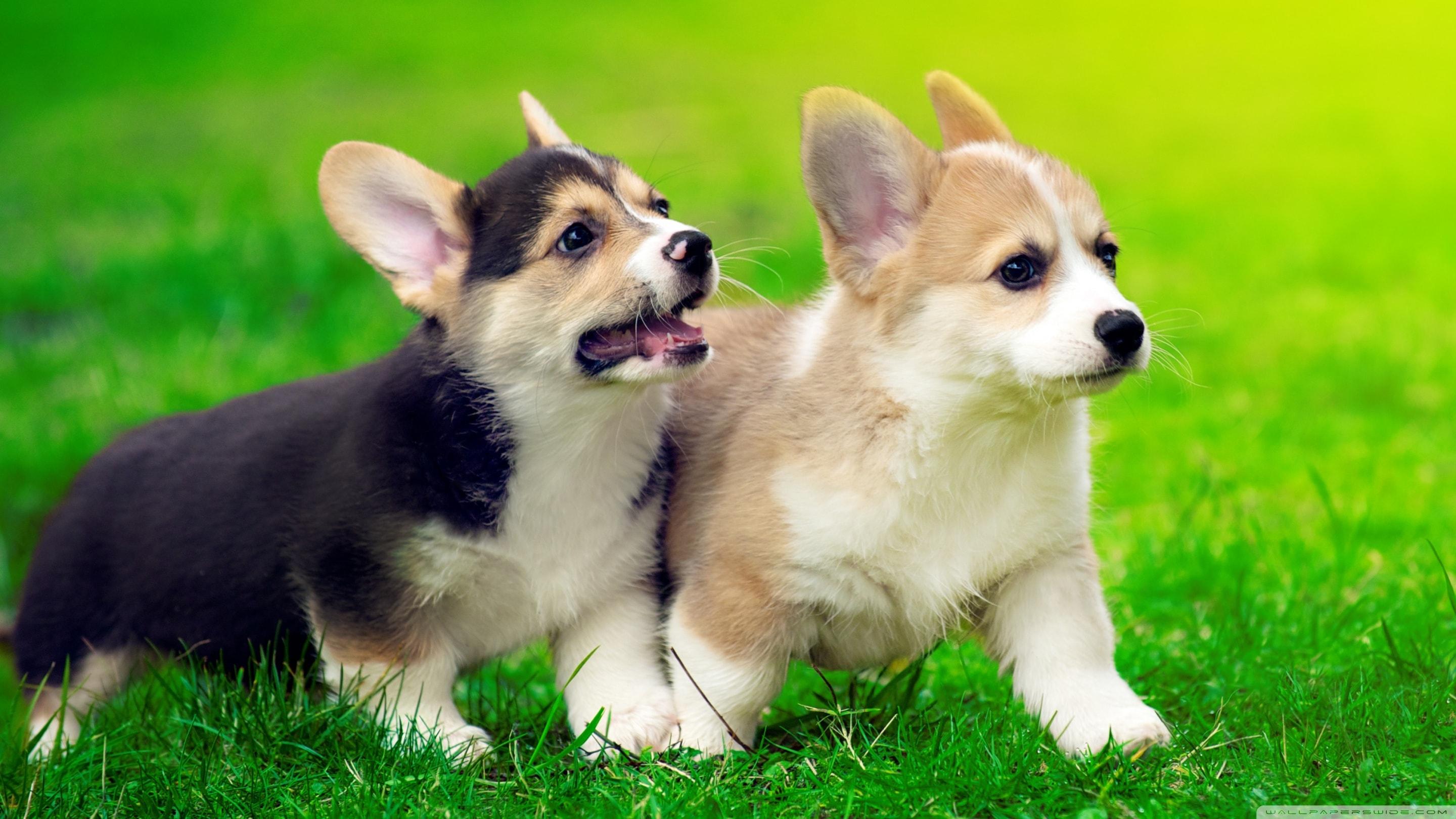 Things to Know About Corgi Puppies