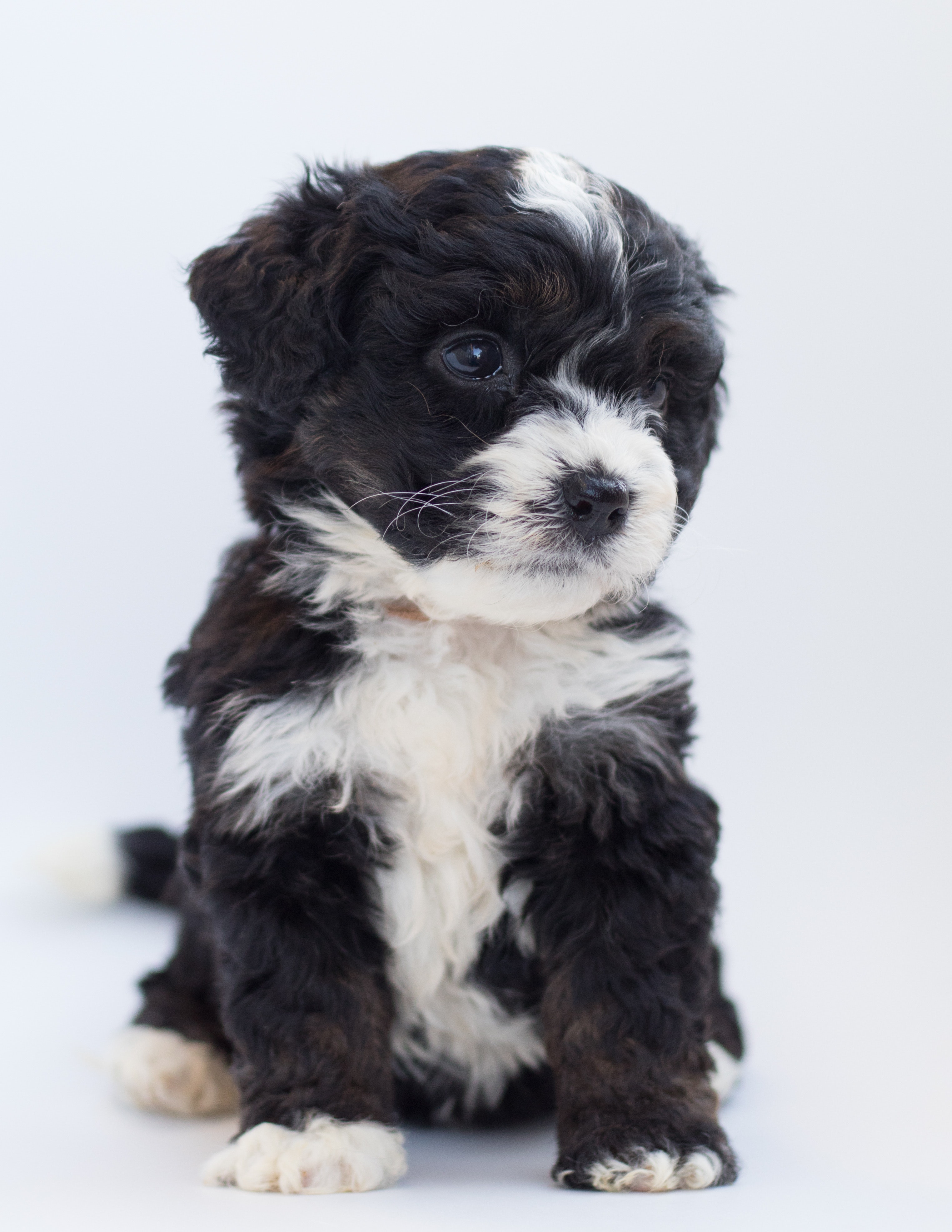 White and Black Terrier · Free