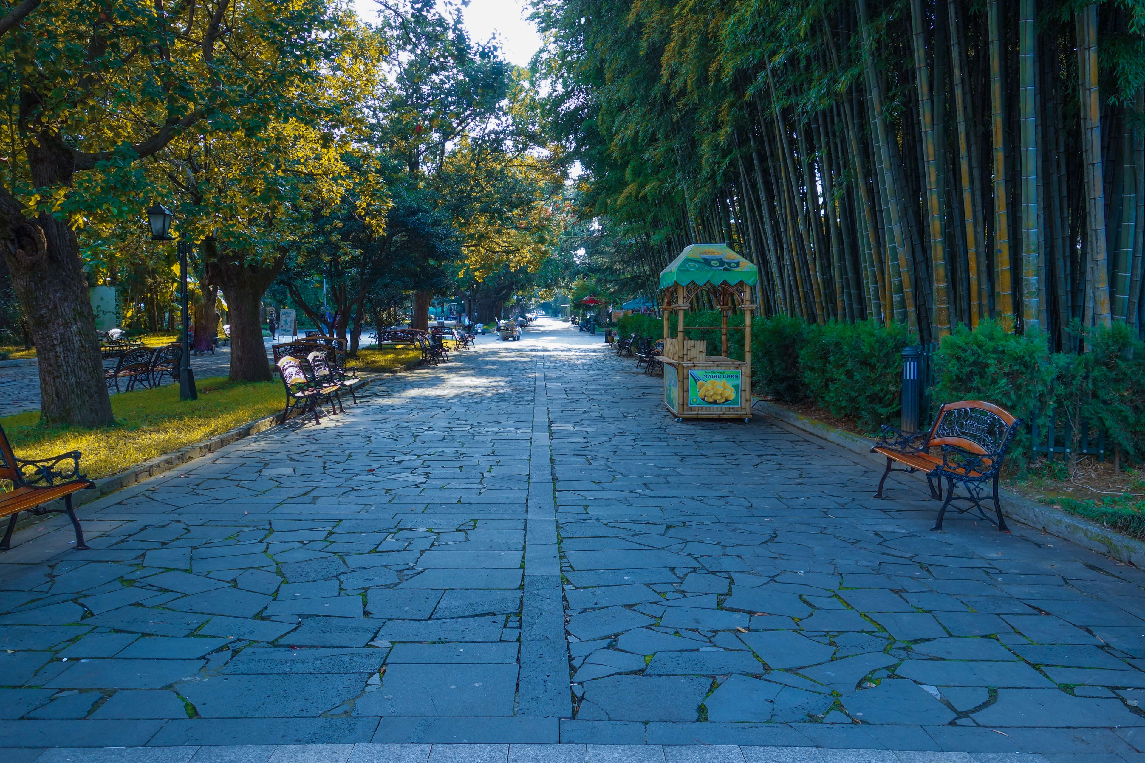 bamboo trees, brick, desktop wallpaper, free