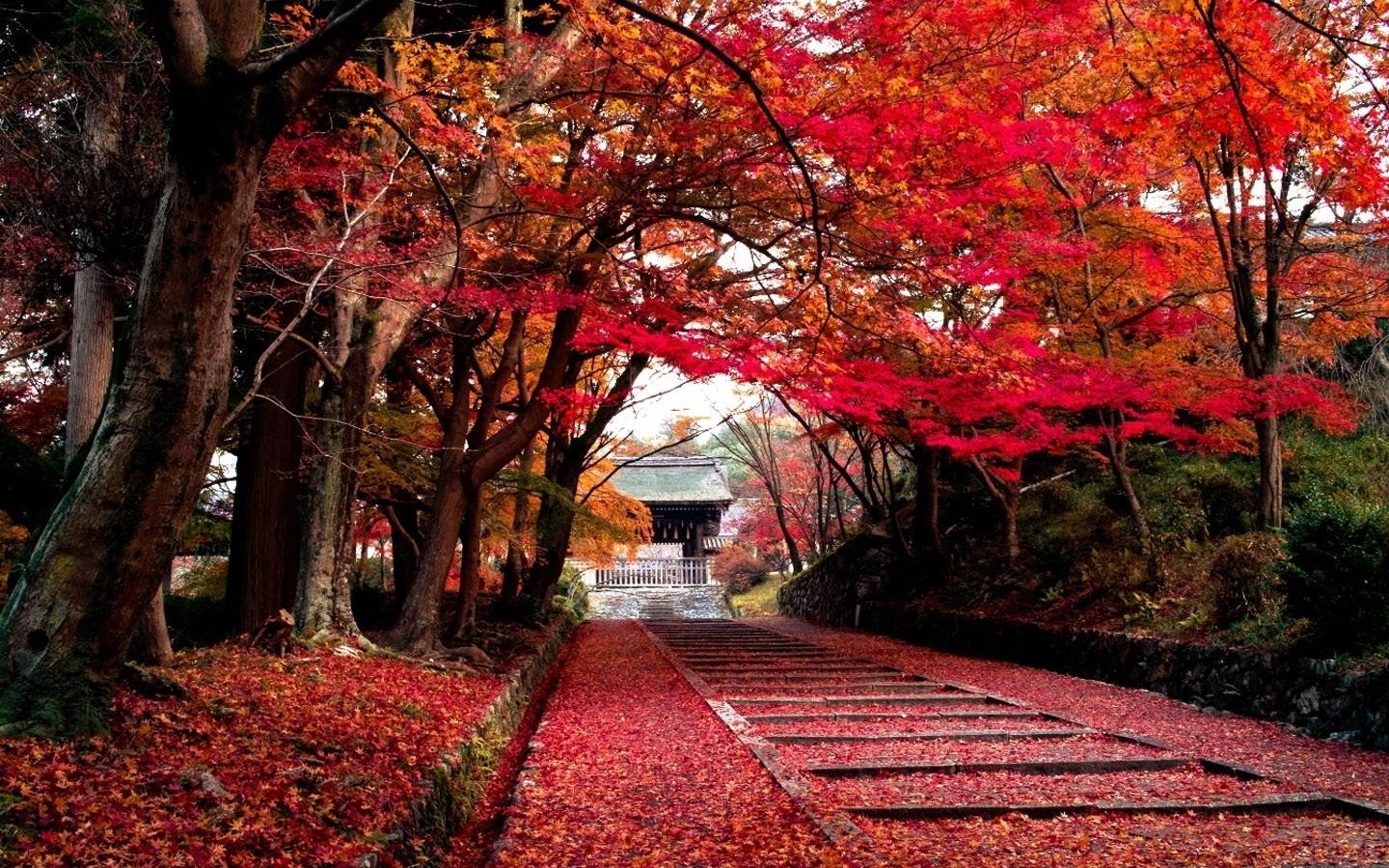 Autumn, Fall, amazing, Sidewalk, Cute, Landscape, Desktop