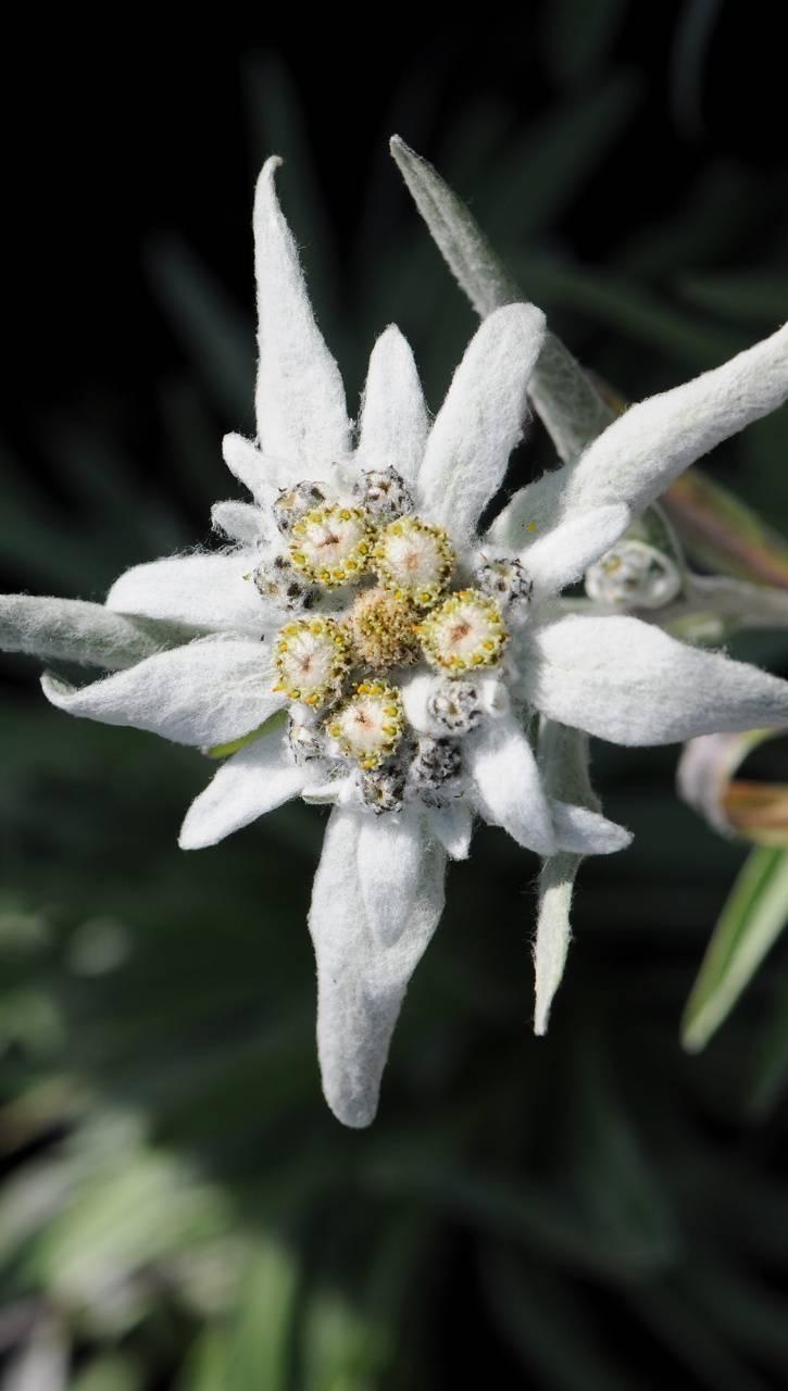 Edelweiss Wallpapers - Wallpaper Cave