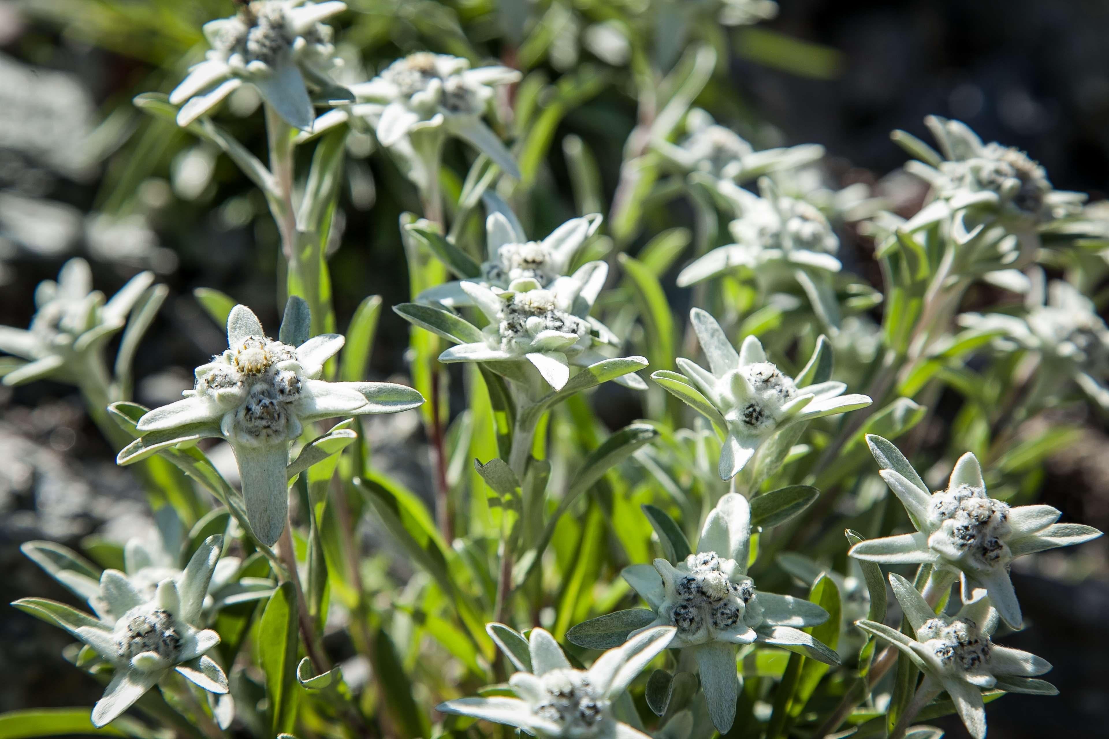 Edelweiss Wallpapers - Wallpaper Cave