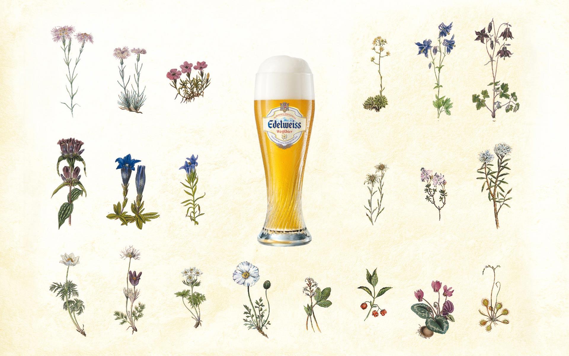 Download the Edelweiss Beer Wallpaper, Edelweiss Beer iPhone