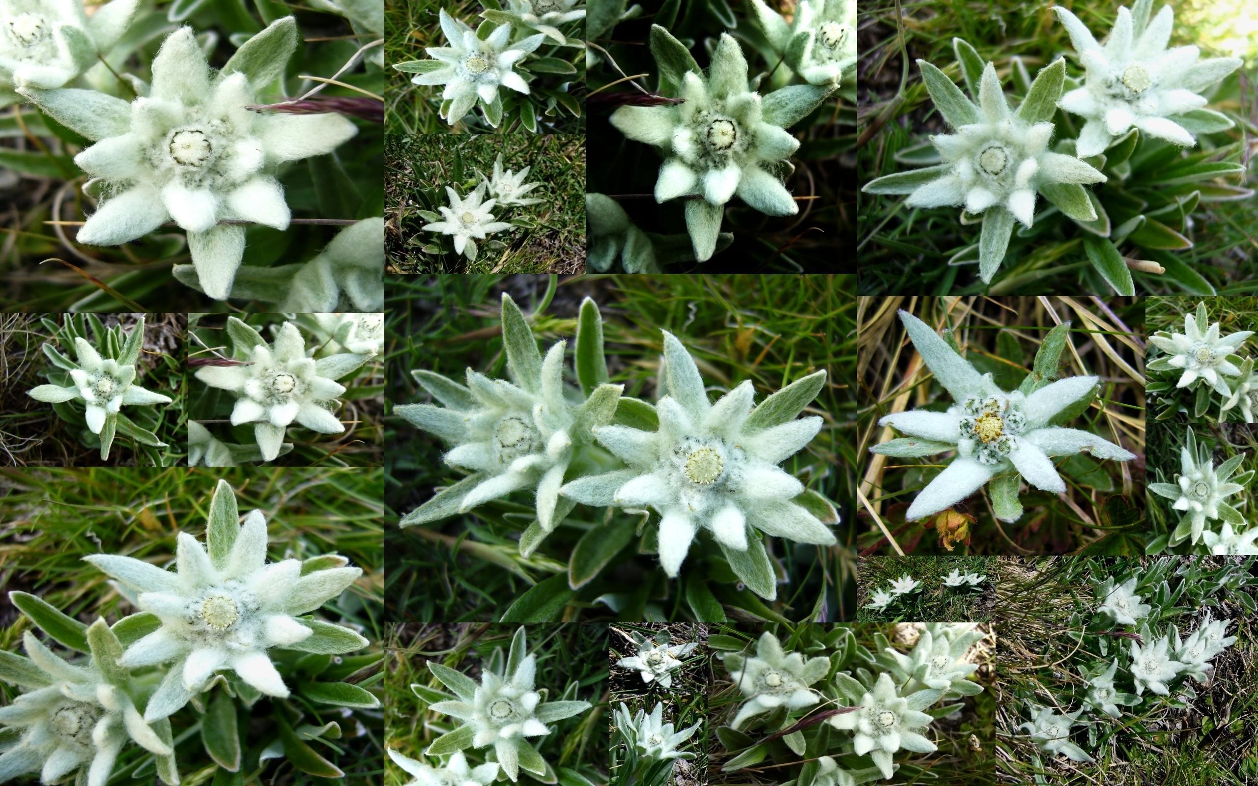 Edelweiss Wallpapers - Wallpaper Cave