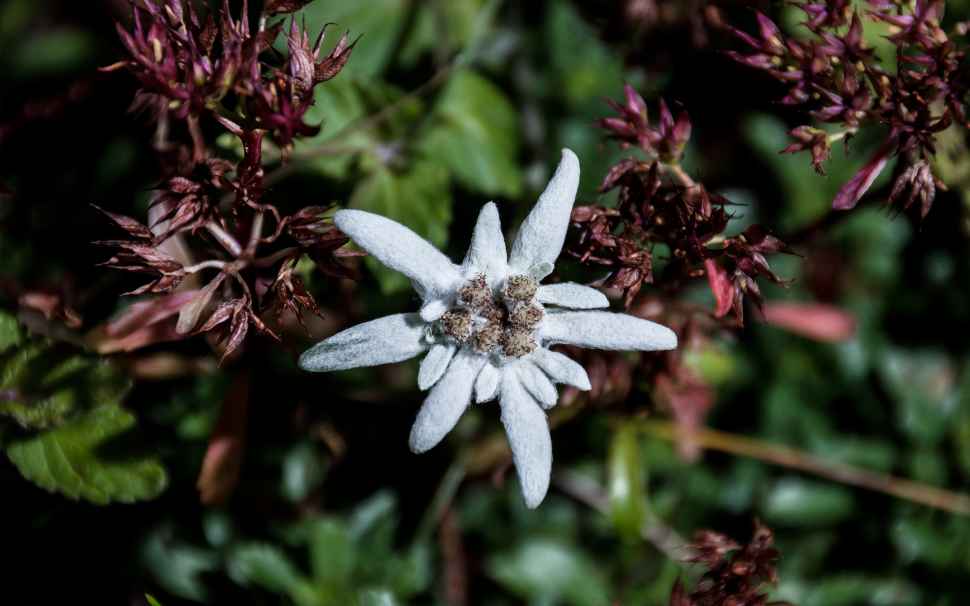 Edelweiss Wallpapers - Wallpaper Cave