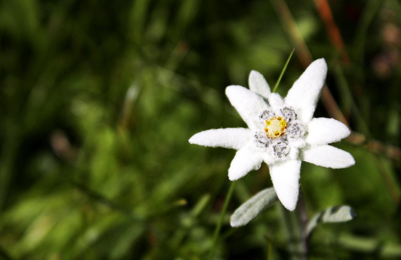 Edelweiss: The National Flower of Austria